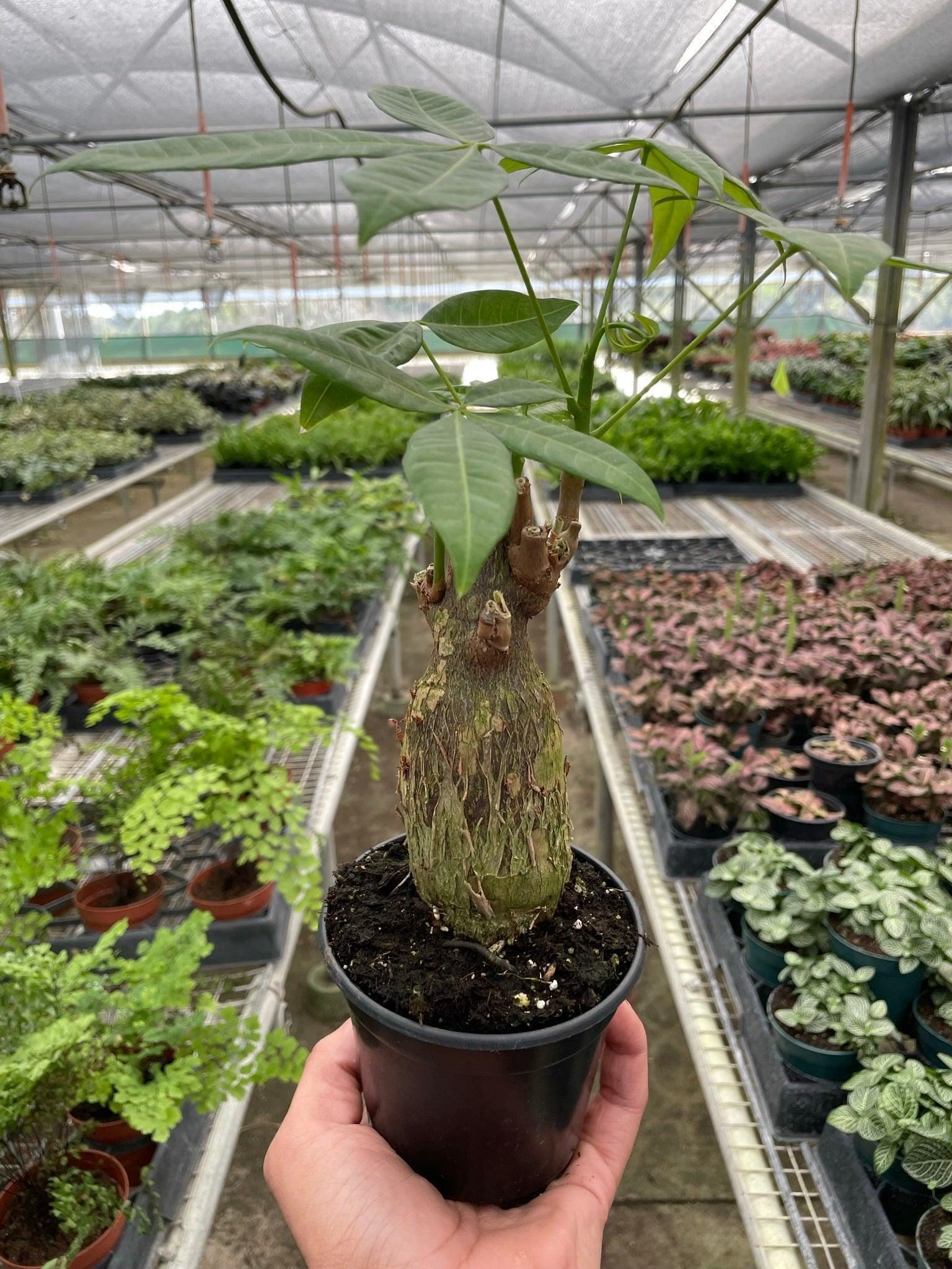 Money Tree 'Guiana Chestnut' Pachira Stump Indoor Plants 4" Pot Austin Jungle Co.