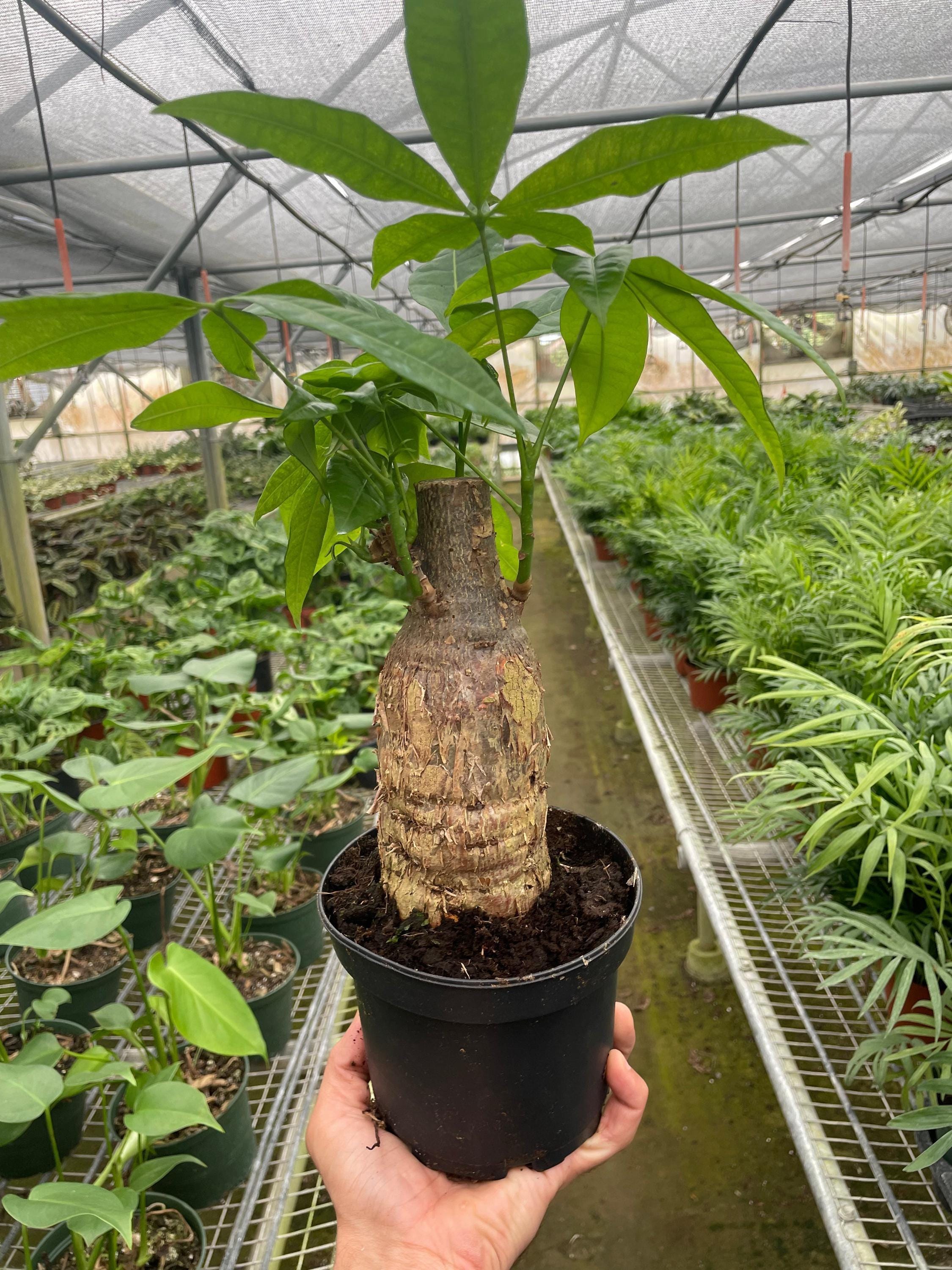 Money Tree 'Guiana Chestnut' Pachira Stump Indoor Plants 4" Pot Austin Jungle Co.