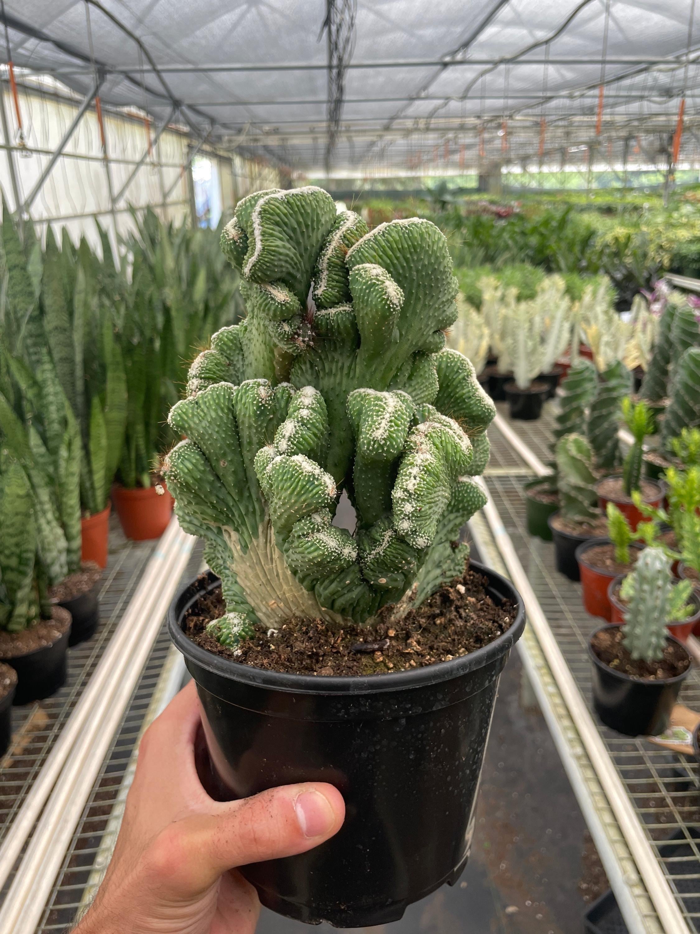 Succulent Cereus Coral Green Succulent 3" Pot Austin Jungle Co.