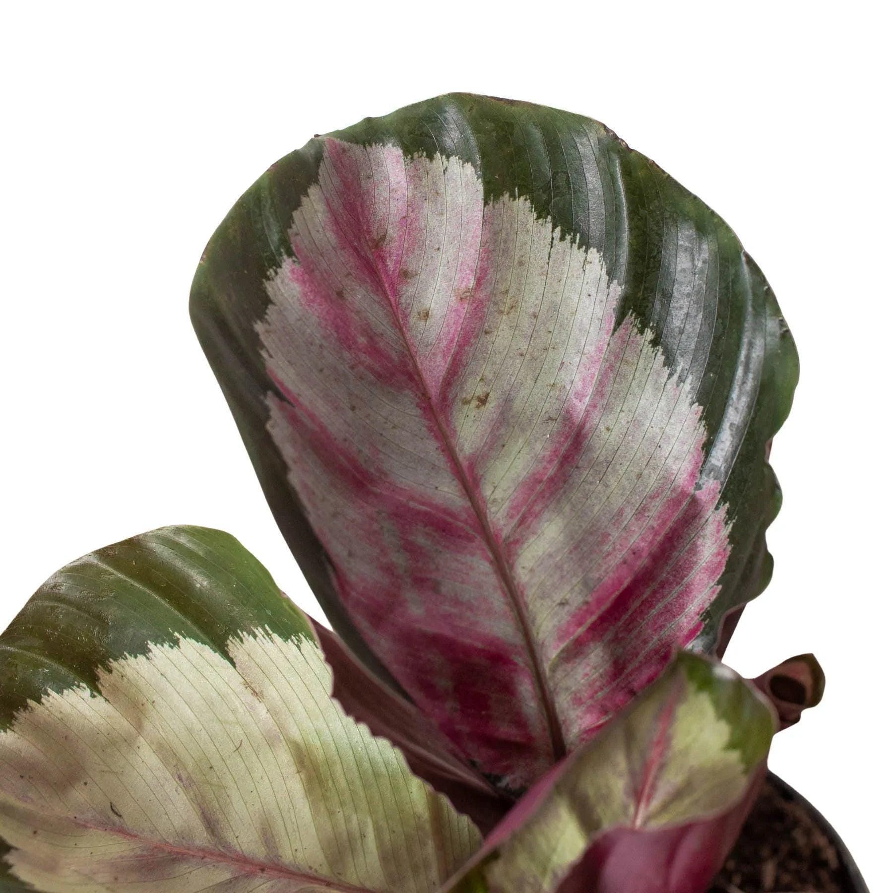 Calathea roseopicta 'Silvia' 4" Pot Austin Jungle Co.