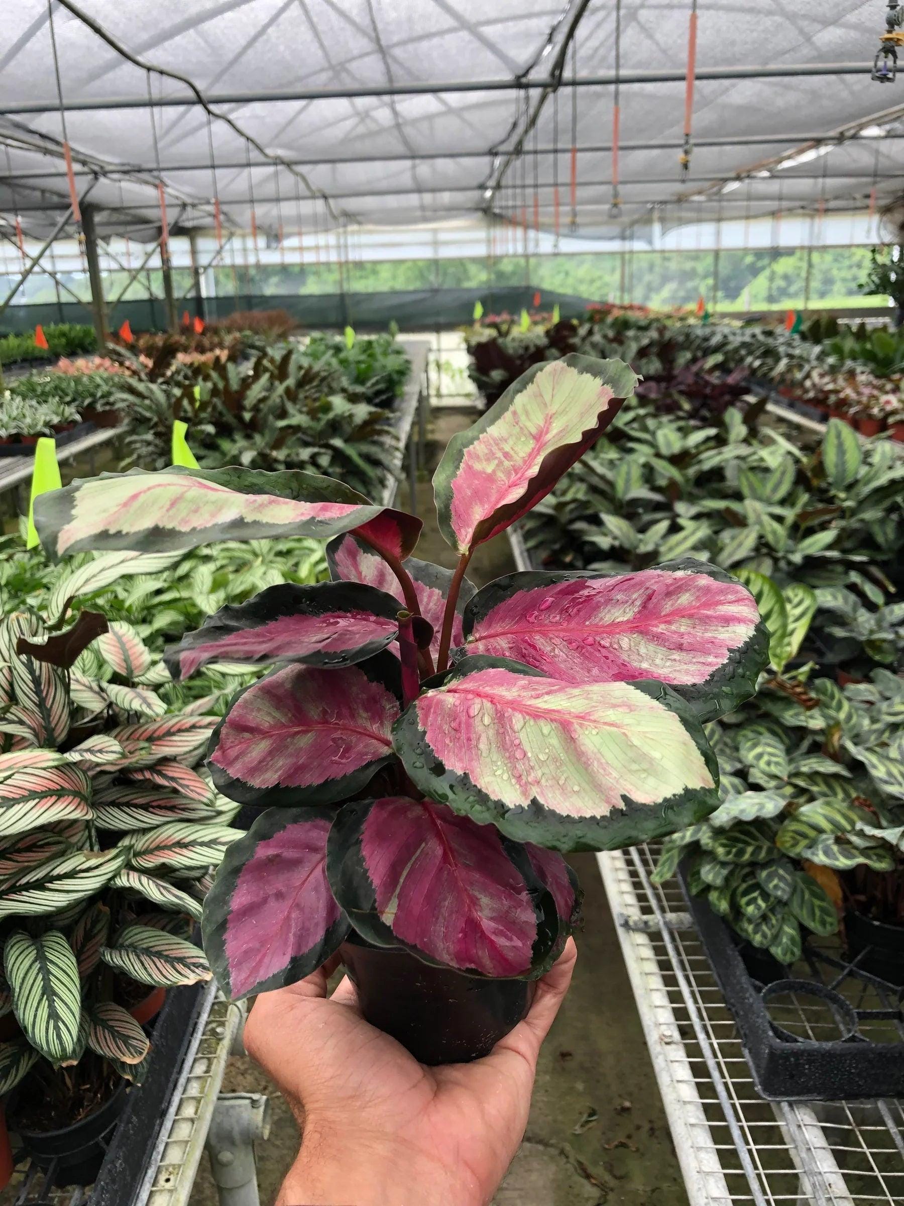 Calathea roseopicta 'Silvia' 4" Pot Austin Jungle Co.
