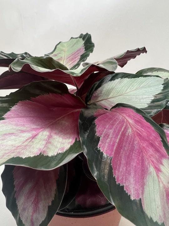 Calathea roseopicta 'Silvia' 4" Pot Austin Jungle Co.