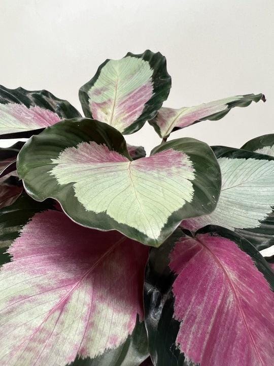 Calathea roseopicta 'Silvia' 4" Pot Austin Jungle Co.