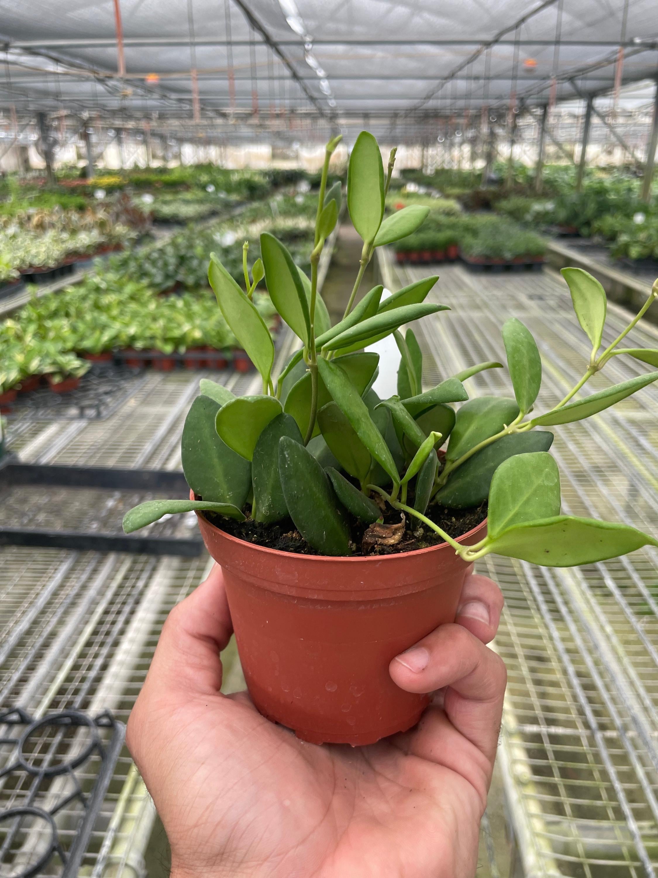 Hoya Chouke 4" Plant 4" Pot Austin Jungle Co.