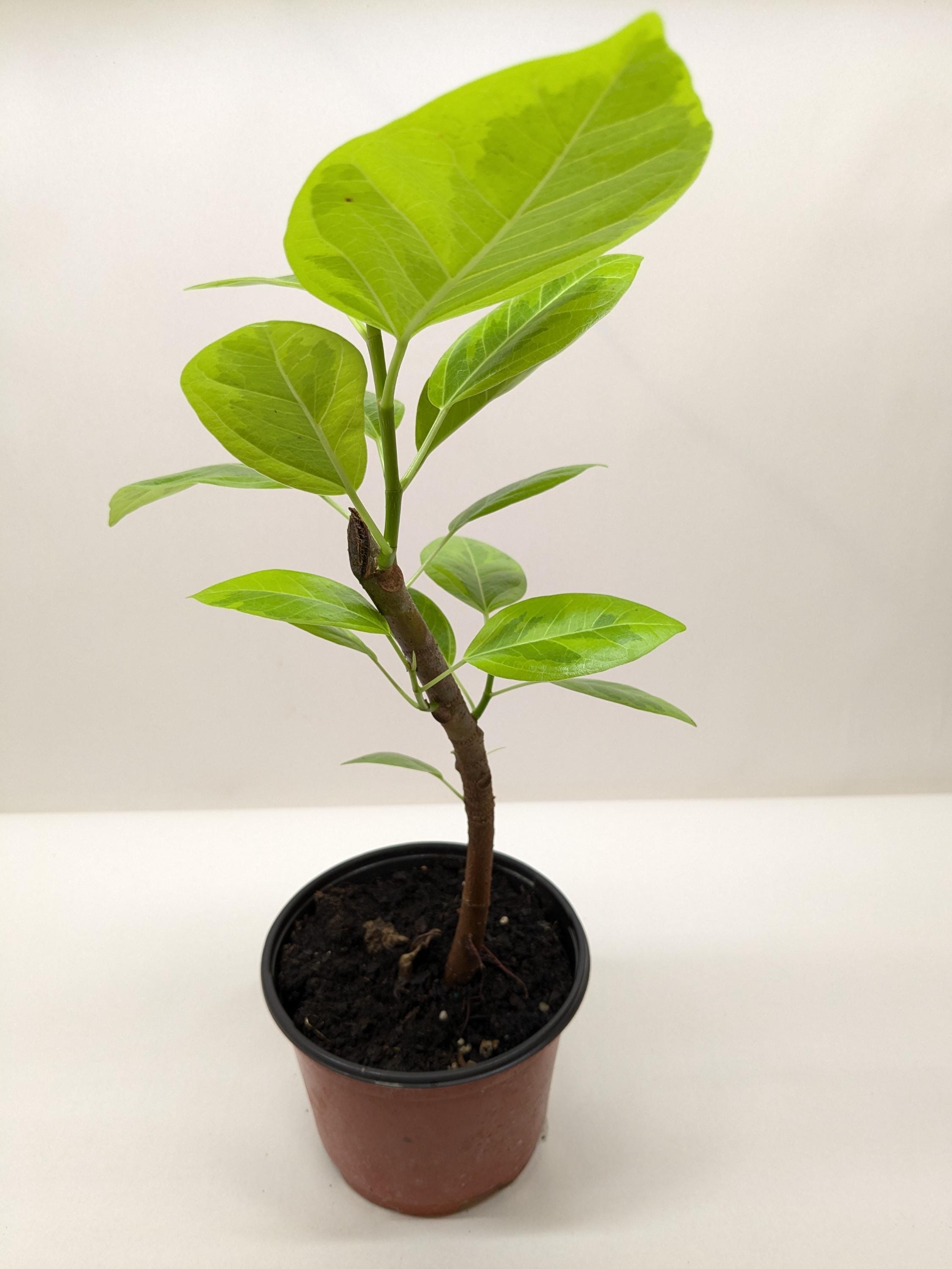Ficus Altissima 'Yellow Gem' Indoor Plants 4" Pot Austin Jungle Co.