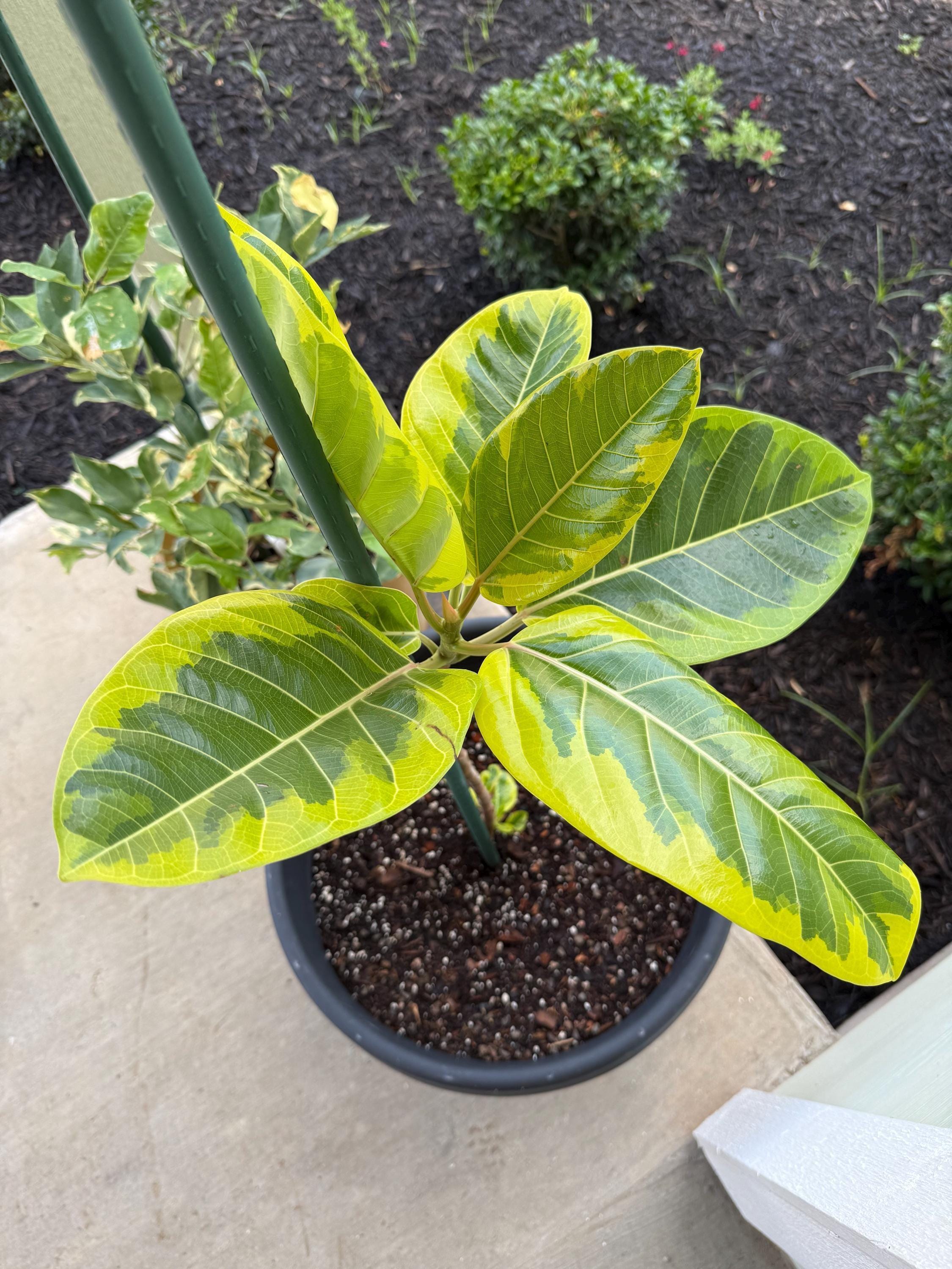 Ficus Altissima 'Yellow Gem' Indoor Plants 4" Pot Austin Jungle Co.