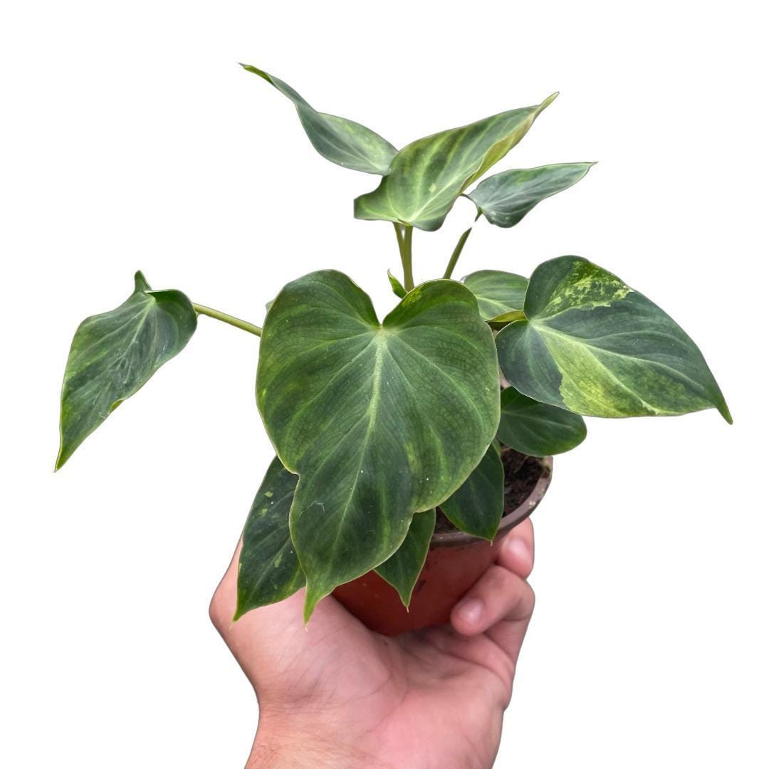 Philodendron 'Verrucosum'