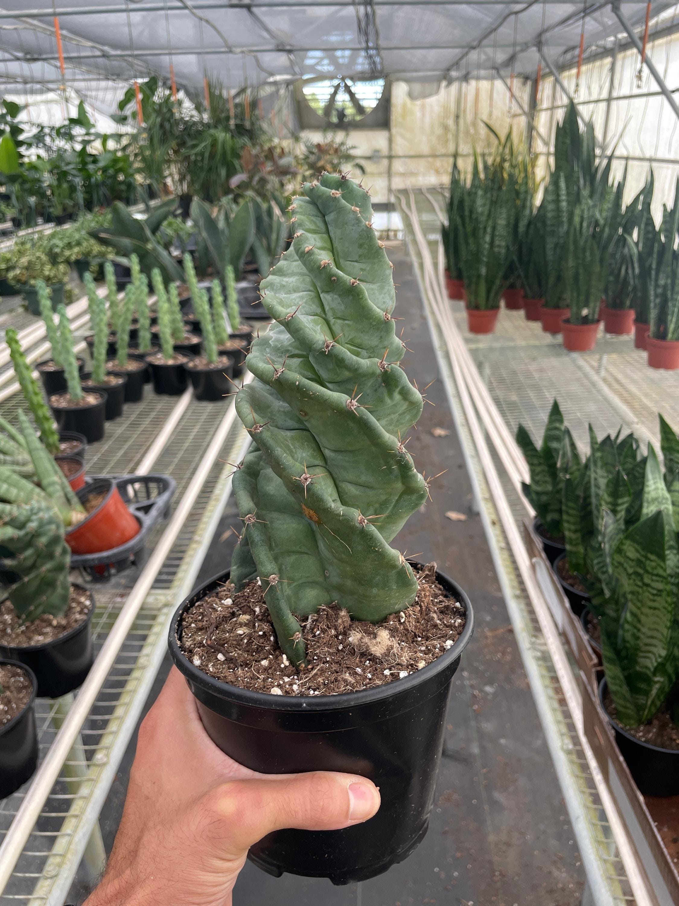 Cereus forbesii 'Spiralis' Indoor Plants 4" Pot Austin Jungle Co.