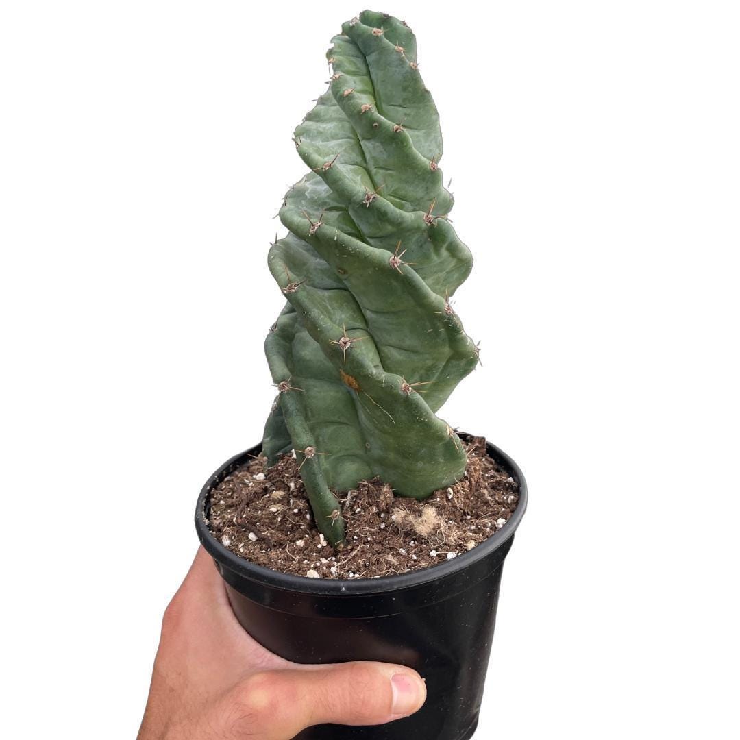 Cereus forbesii 'Spiralis' Indoor Plants 4" Pot Austin Jungle Co.