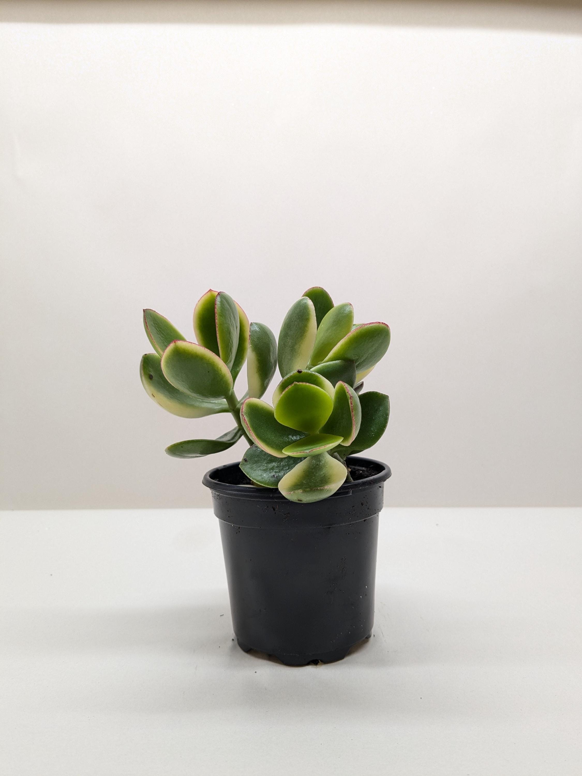 Succulent Crassula Jade Variegated Succulent 4" Pot Austin Jungle Co.