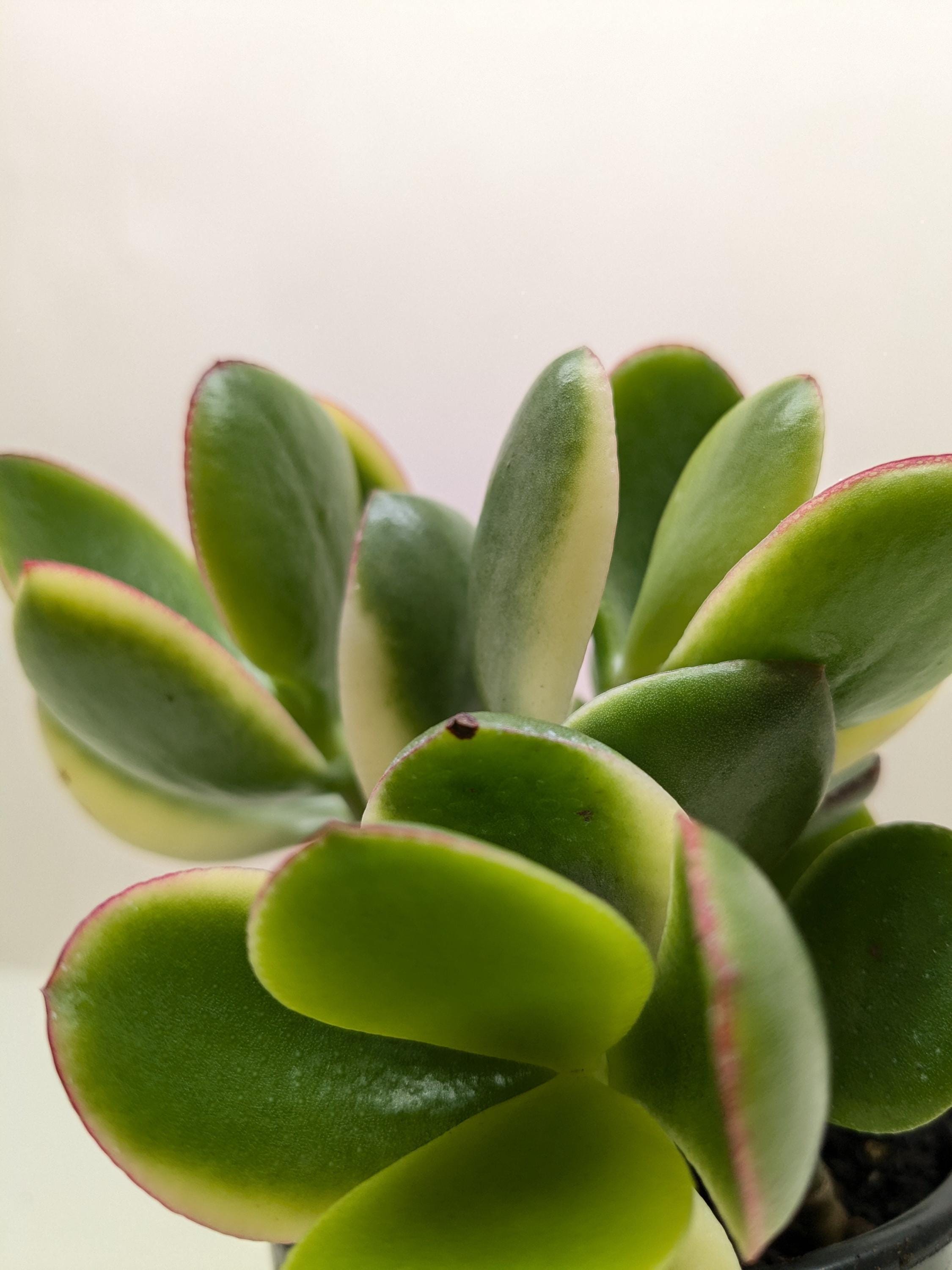 Succulent Crassula Jade Variegated Succulent 4" Pot Austin Jungle Co.