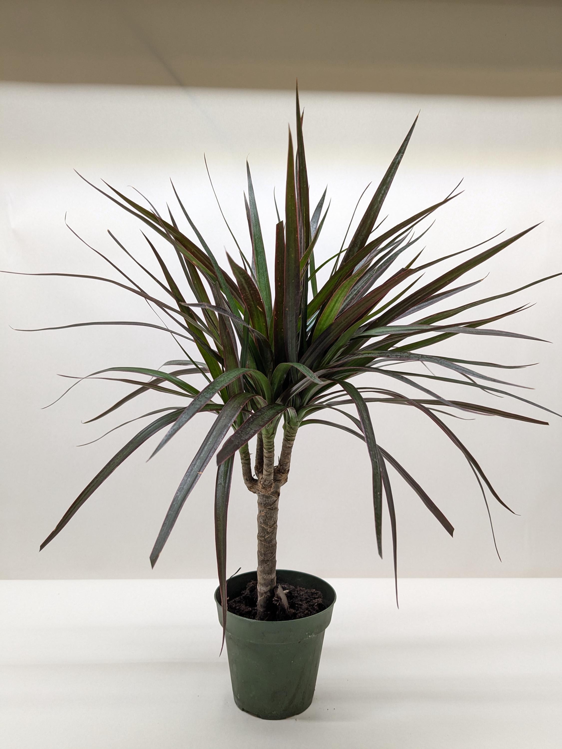 Dracaena 'Marginata Magenta' 4" Pot Austin Jungle Co.