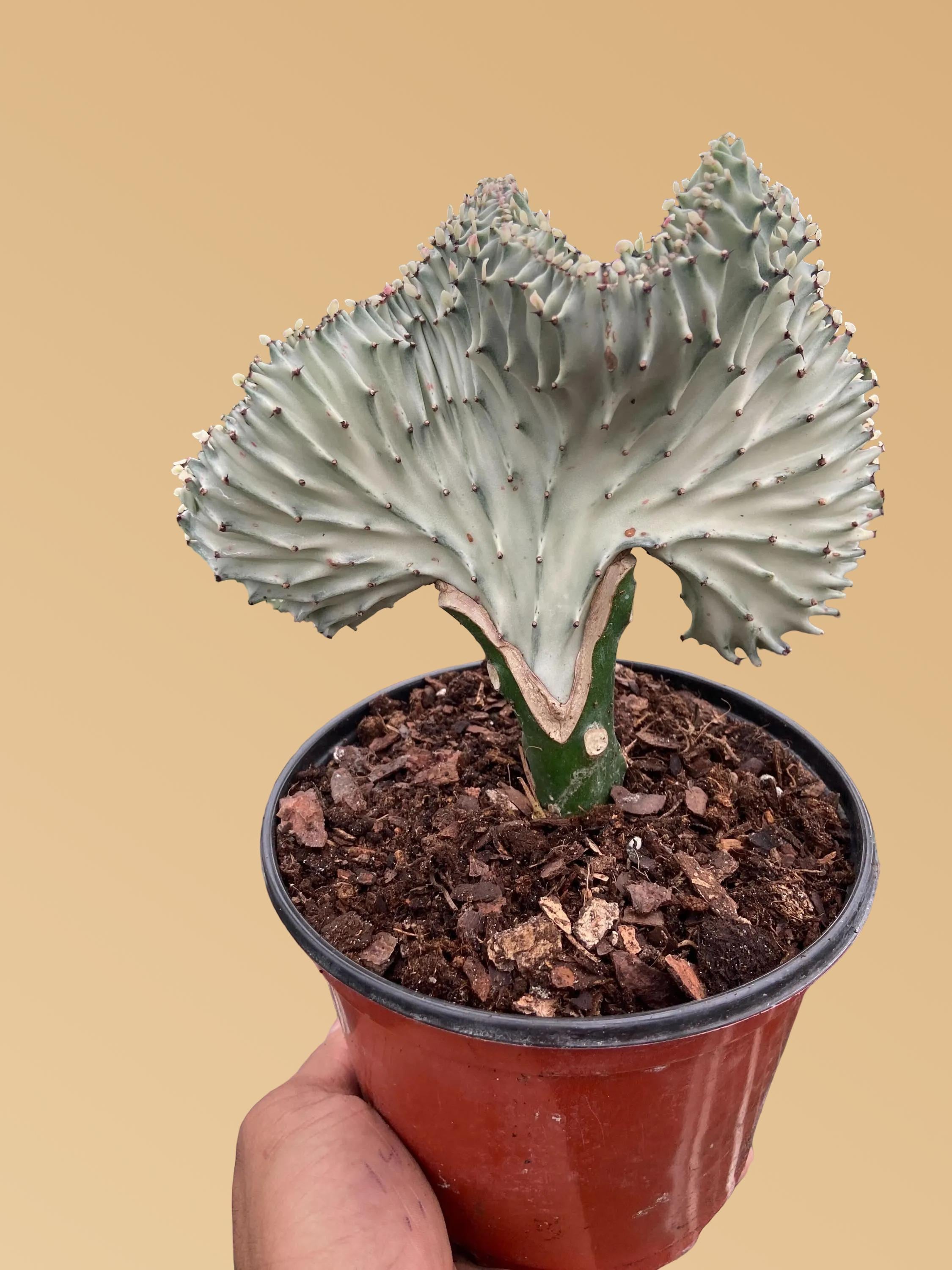 Succulent Euphorbia Lactea Ghost 6" Pot Austin Jungle Co.