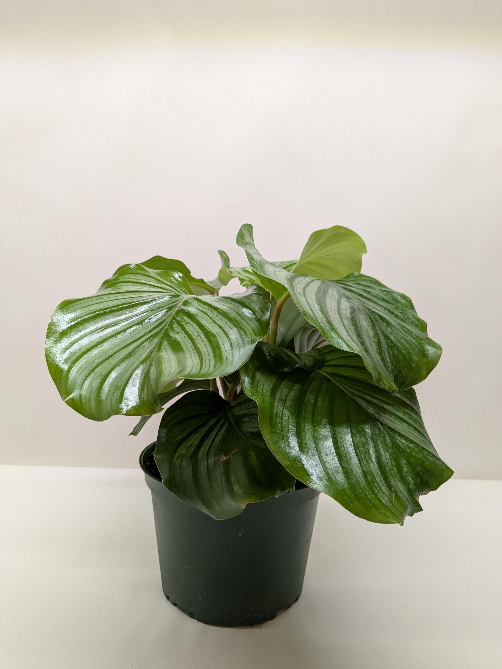 calathea orbifolia indoor plant Calathea 'Orbifolia'