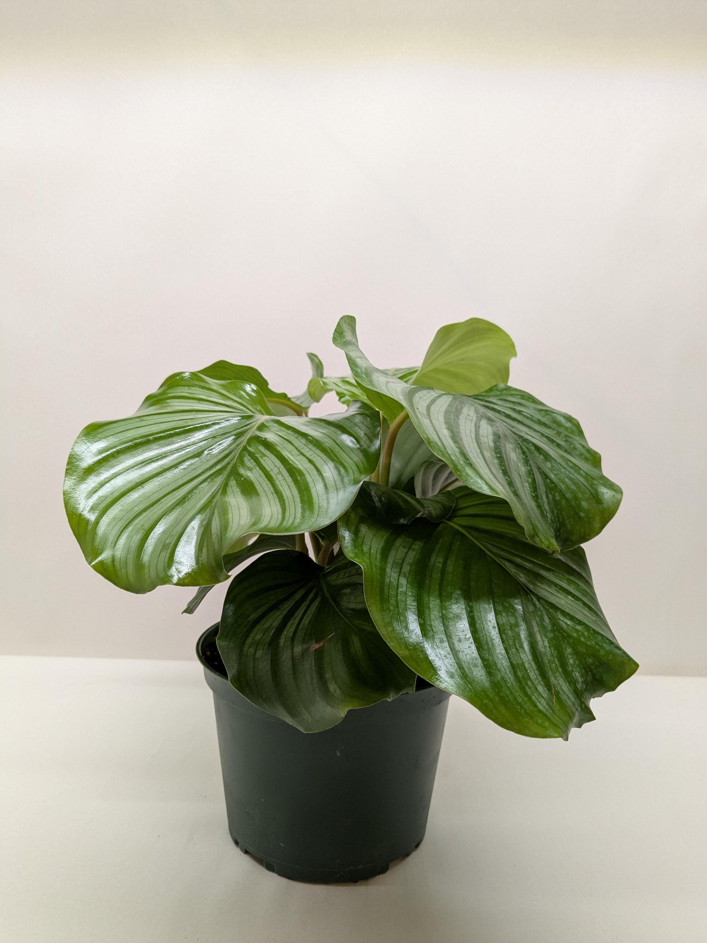 Calathea 'Orbifolia'