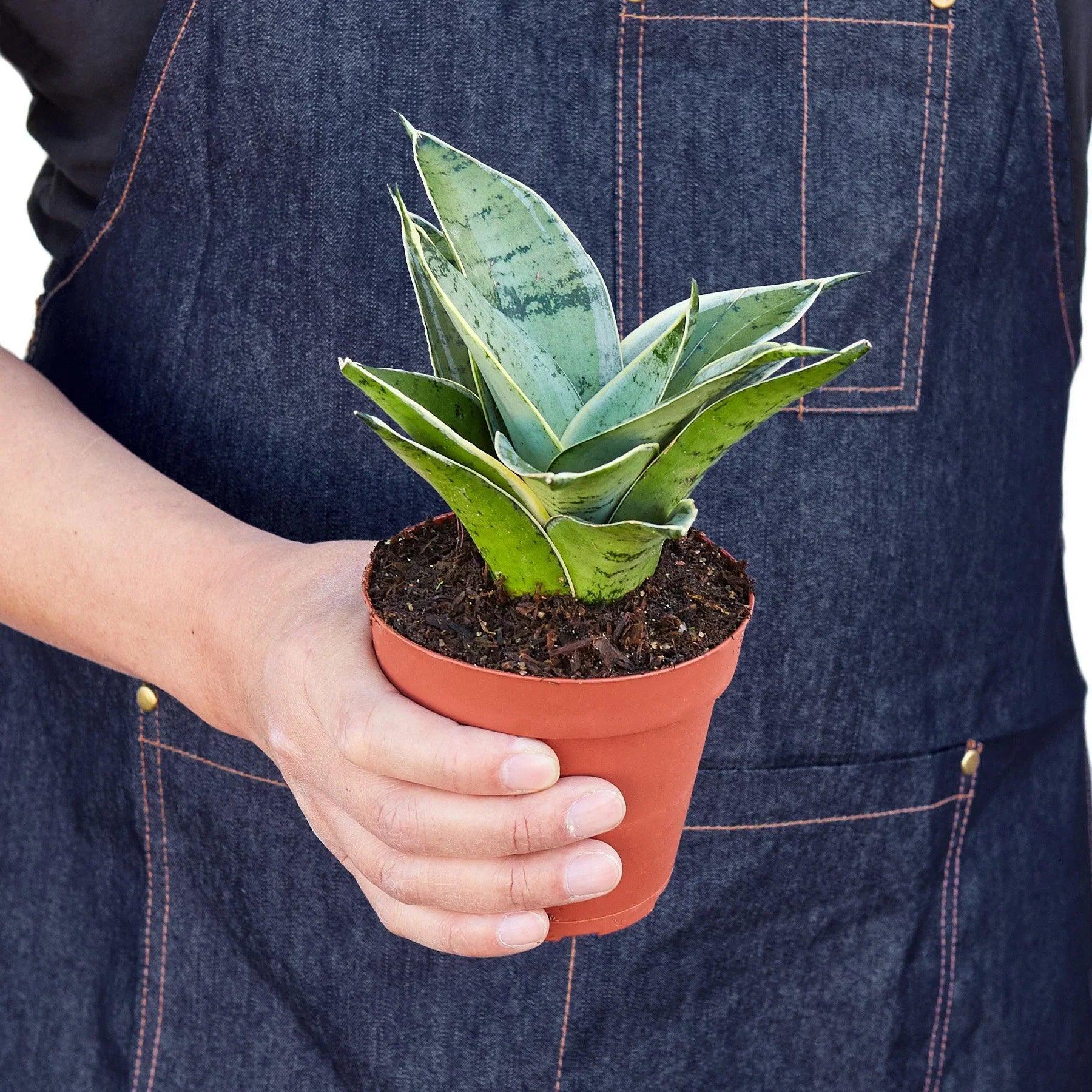 Snake Plant Starlight Indoor Plants 3" Pot Austin Jungle Co.