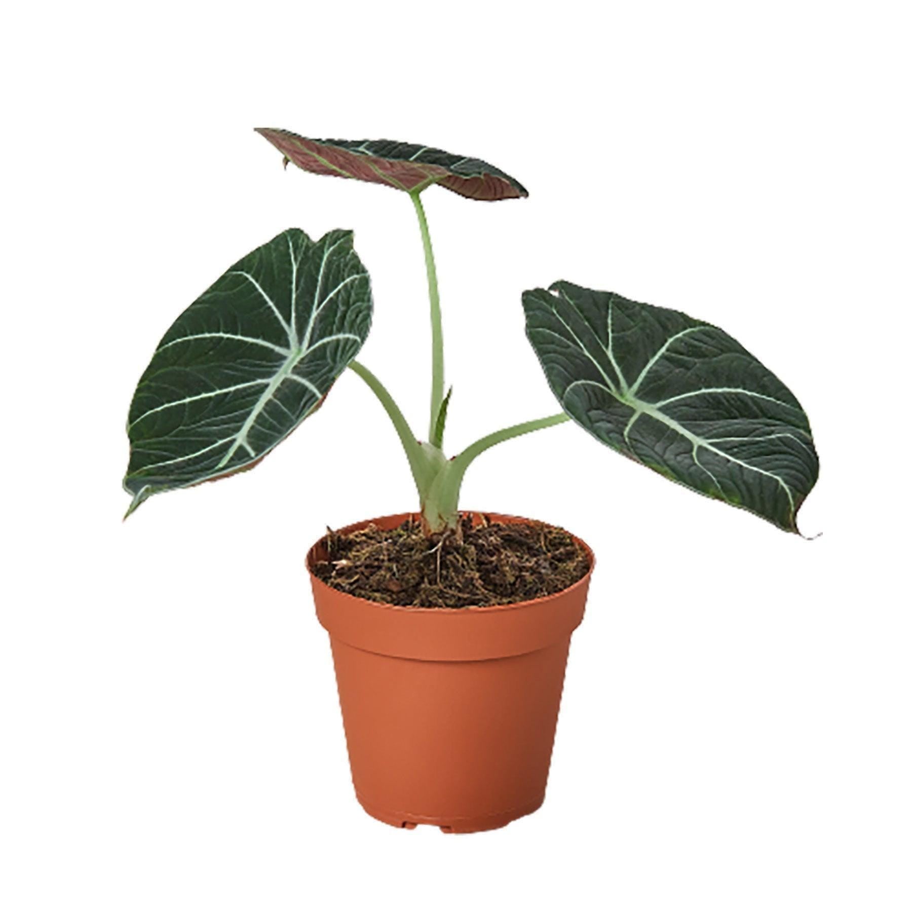 May include: A small potted plant with dark green, velvety leaves and a brown pot. The plant has a single stem with three leaves.