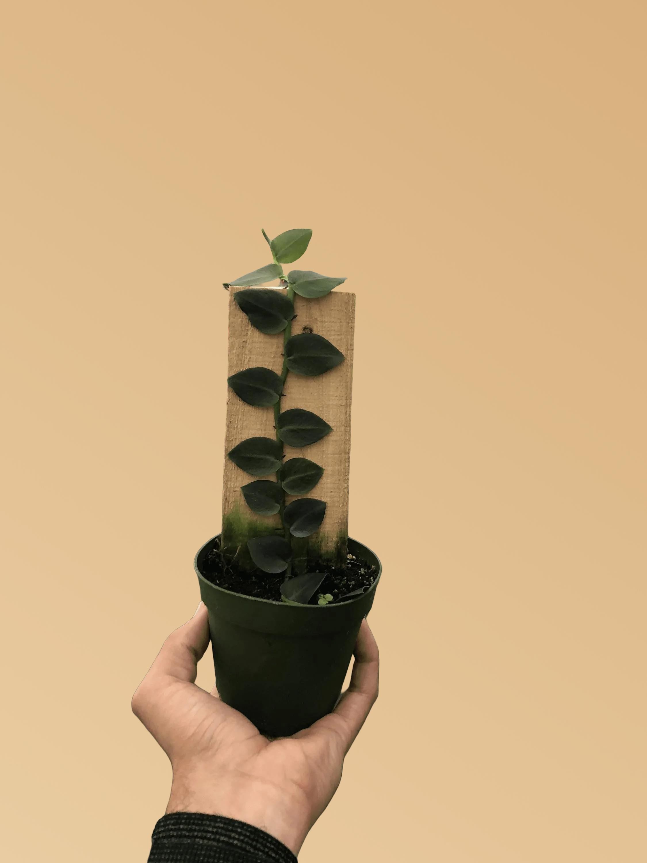 Rhaphidophora 'Hayi' (Shingle Plant) Indoor Plants 4" Pot Austin Jungle Co.