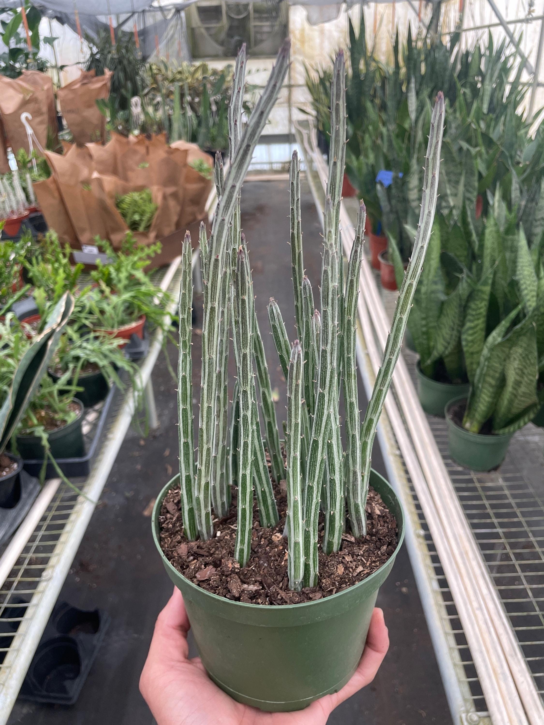 Senecio Stapeliiformis Pickle Plant 4" Plant 4" Pot Austin Jungle Co.