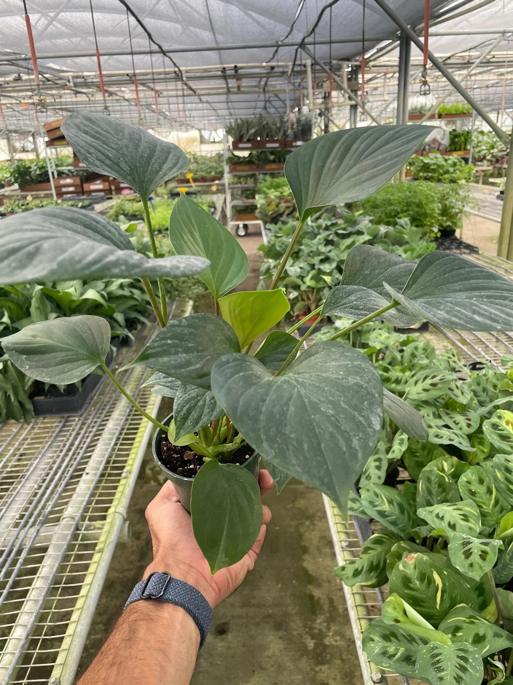 Homalomena 'Emerald Gem' Indoor Plants 4" Pot Austin Jungle Co.