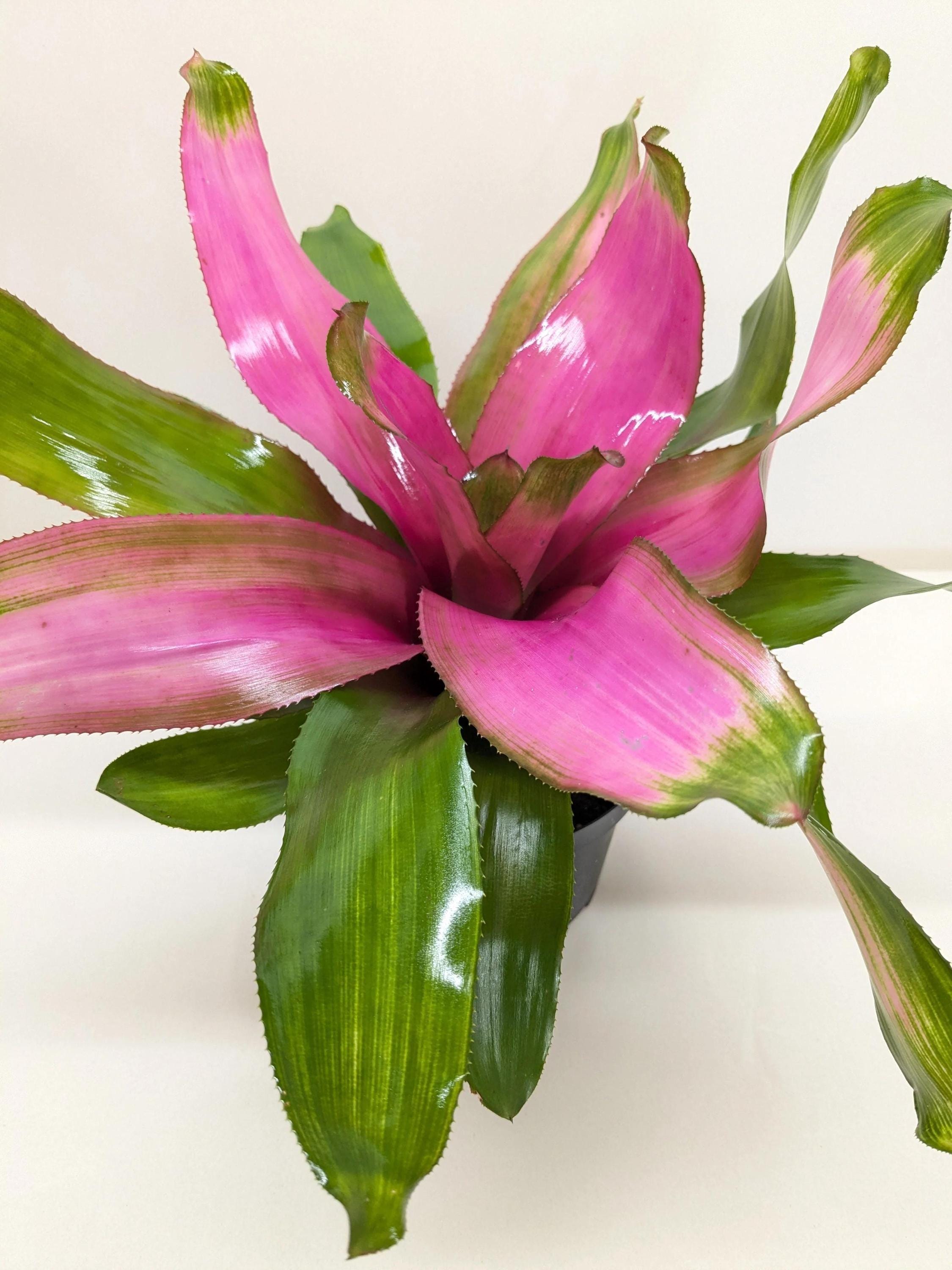 Bromeliad 'Donna' 6" Pot Austin Jungle Co.
