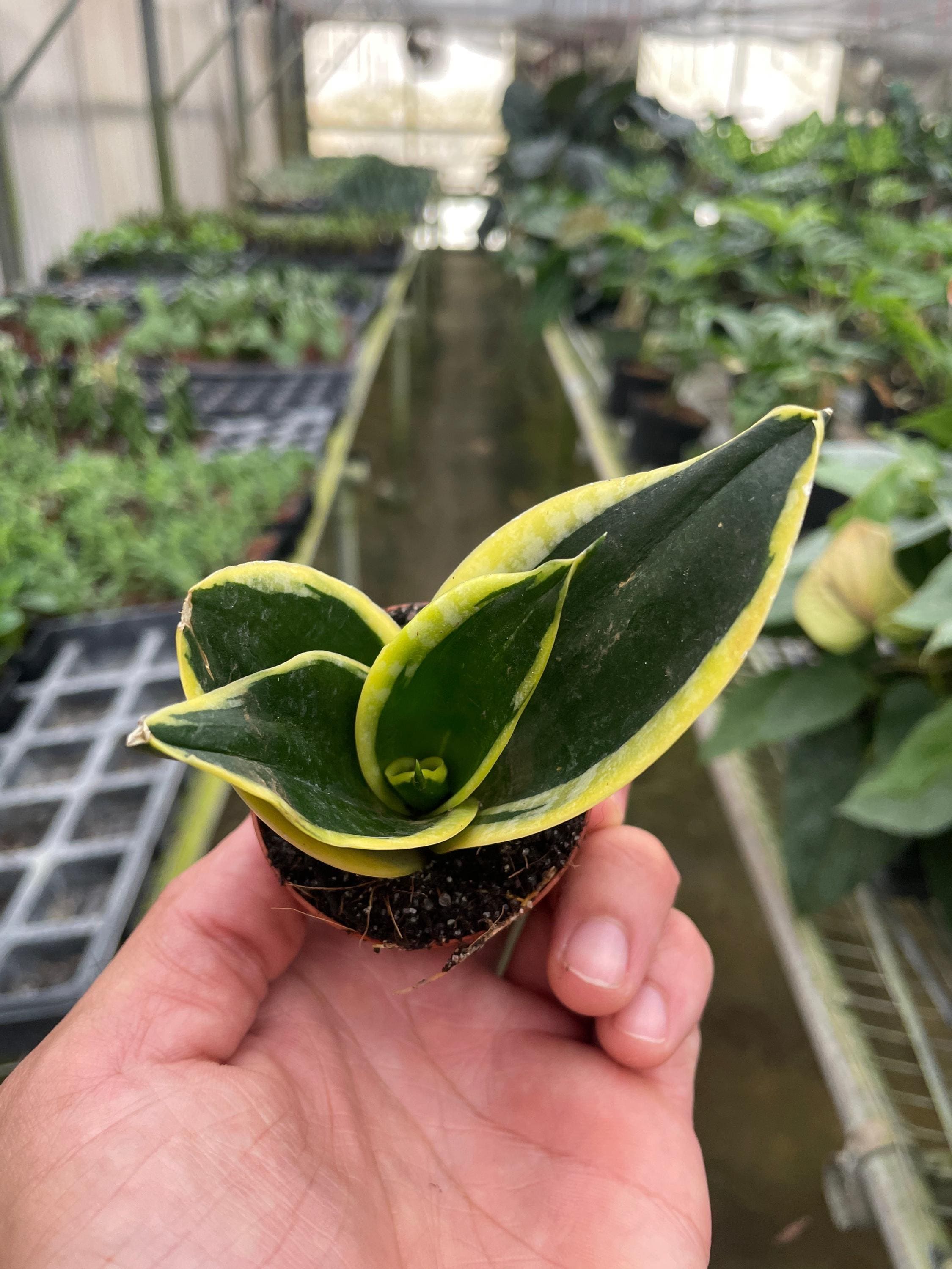 Snake Plant Black Gold Indoor Plants 2" Pot Austin Jungle Co.