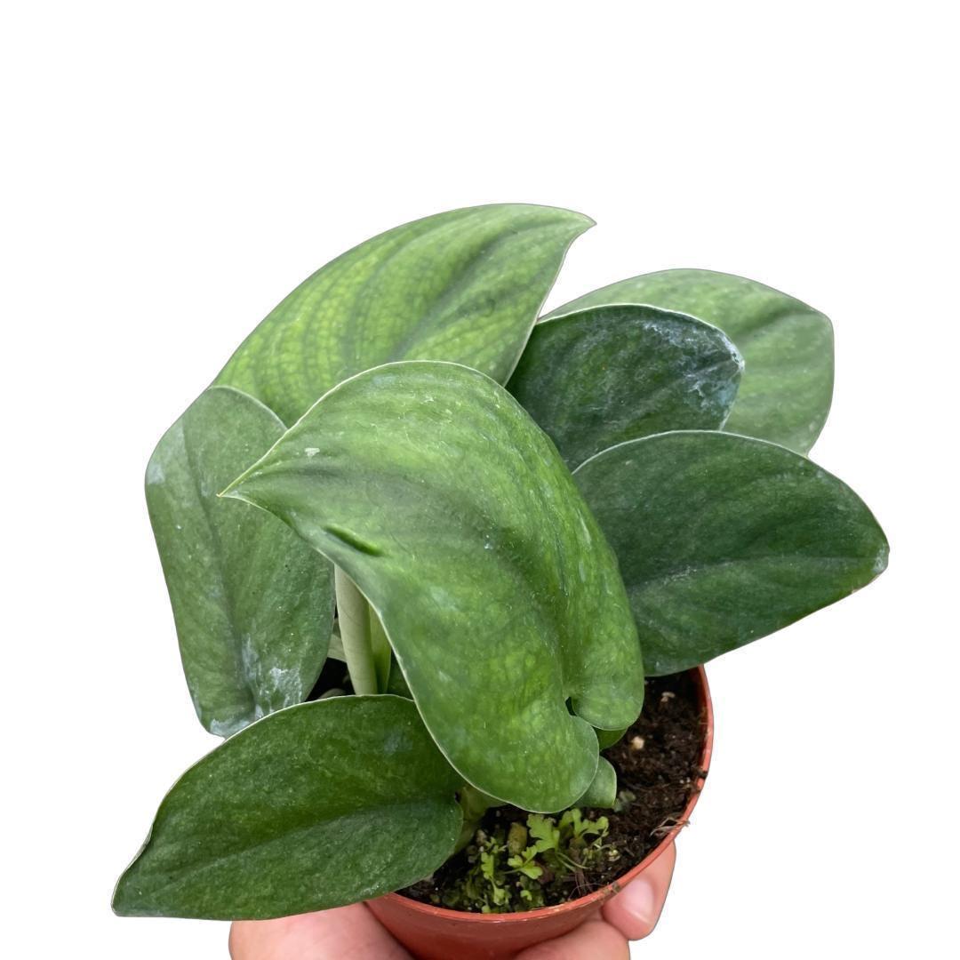 Pothos Jade Satin 4" Pot Austin Jungle Co.