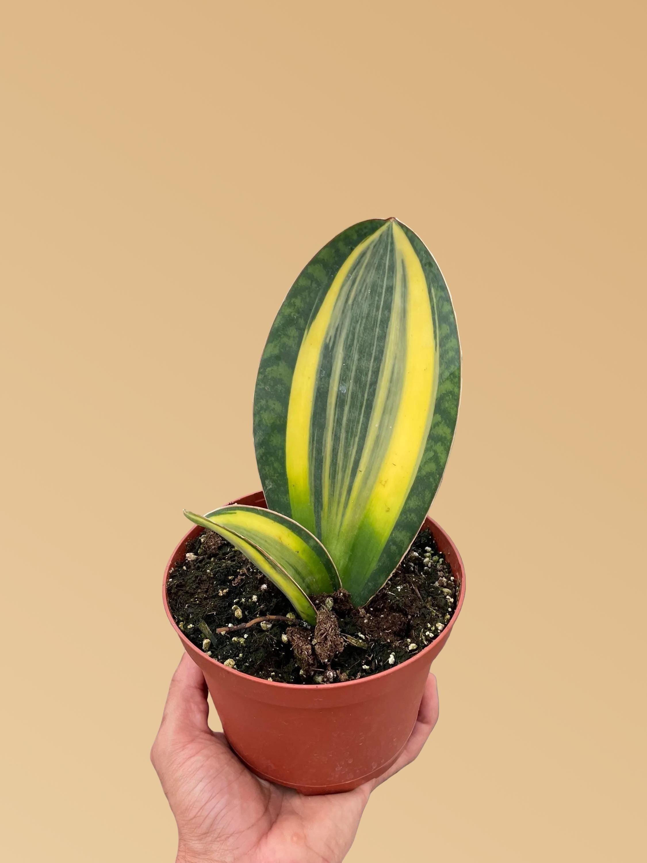 Variegated Shark Fin Snake Plant