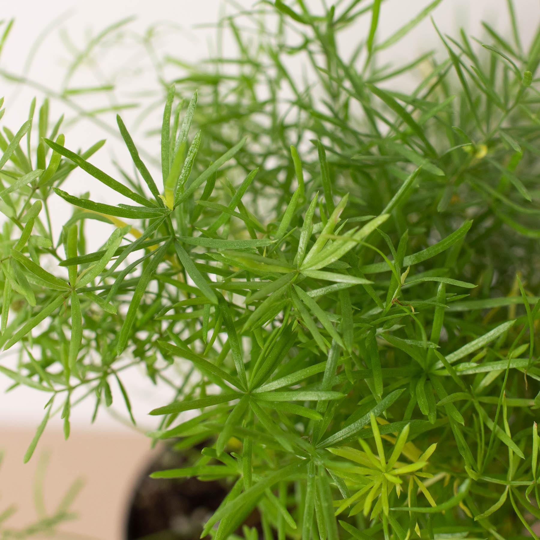 Fern 'Sprengeri' 6" Plant (1) ($10) 4" Pot Austin Jungle Co.