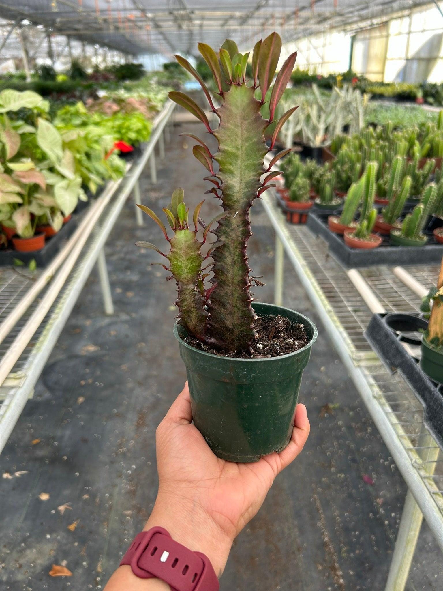 Succulent Euphorbia 'Trigona Rubra' Succulent 2" Pot Austin Jungle Co.