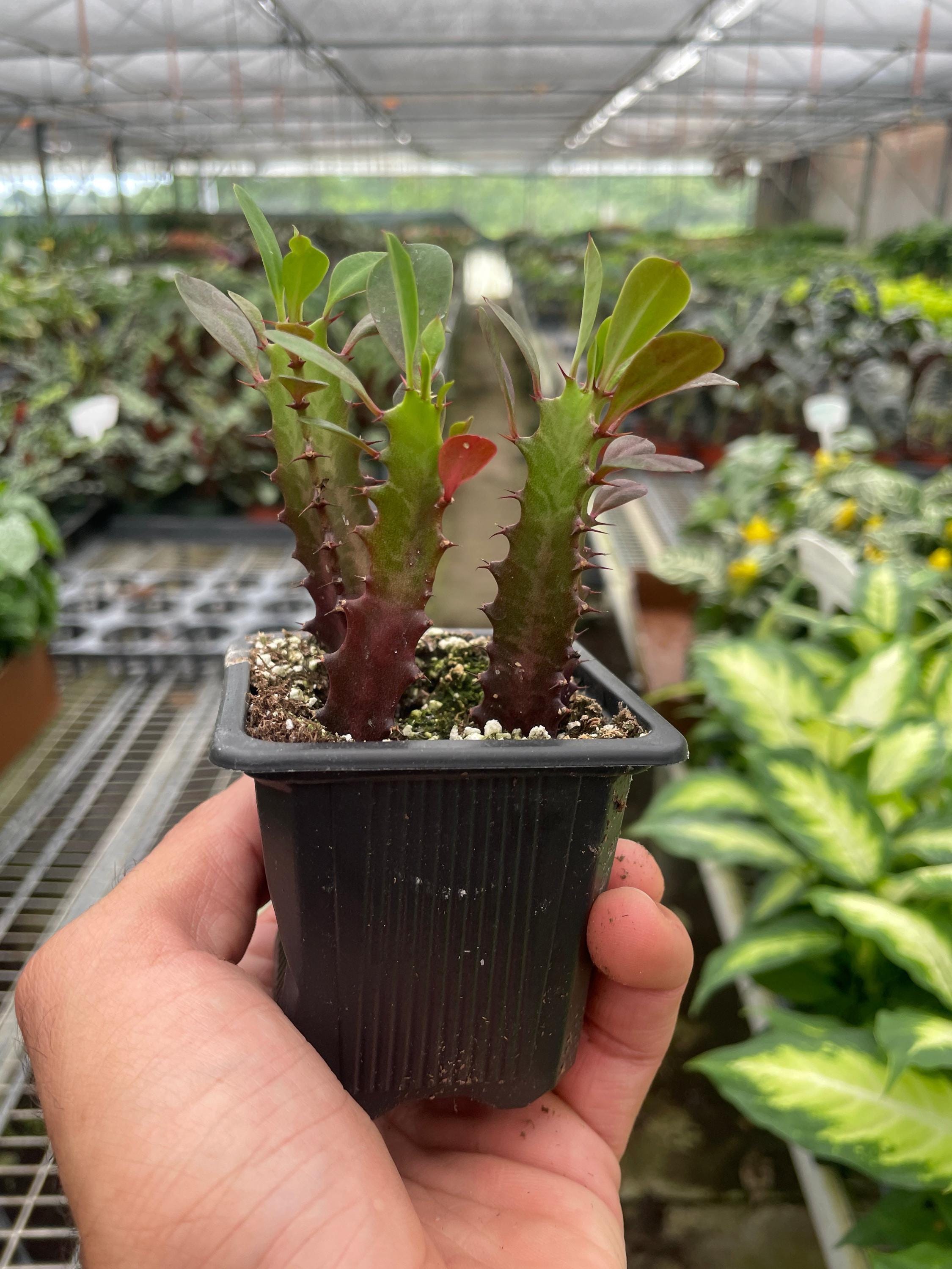 Succulent Euphorbia 'Trigona Rubra' Succulent 2" Pot Austin Jungle Co.
