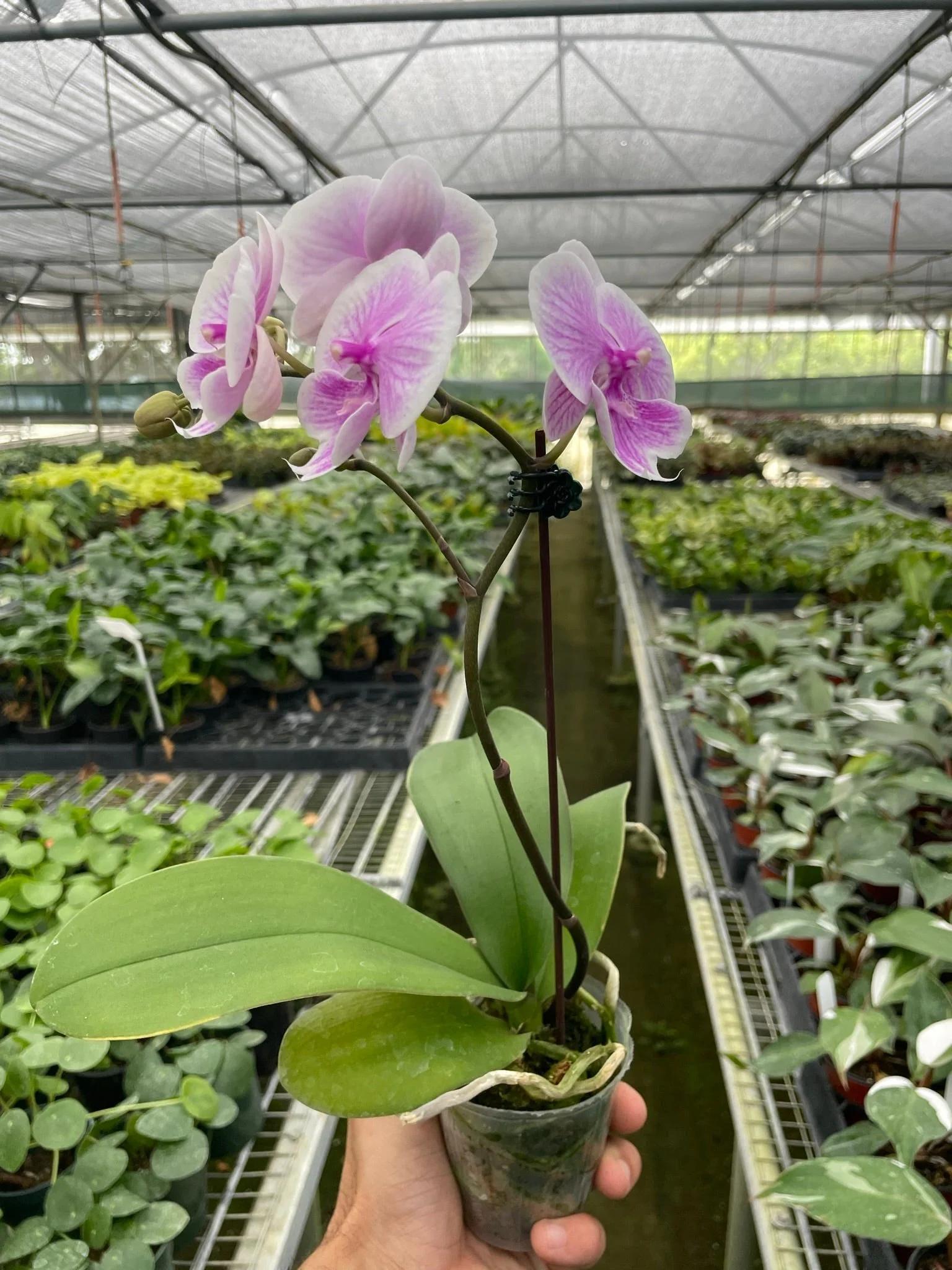 Orchid 'Light Pink Phalaenopsis' 3" Pot / Single Spike Austin Jungle Co.