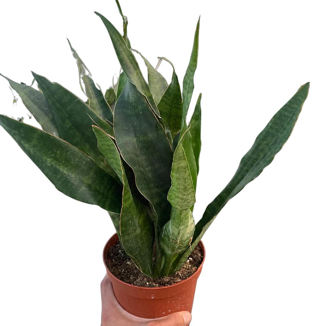Snake Plant 'Jaboa' Indoor Plants 6" Pot Austin Jungle Co.
