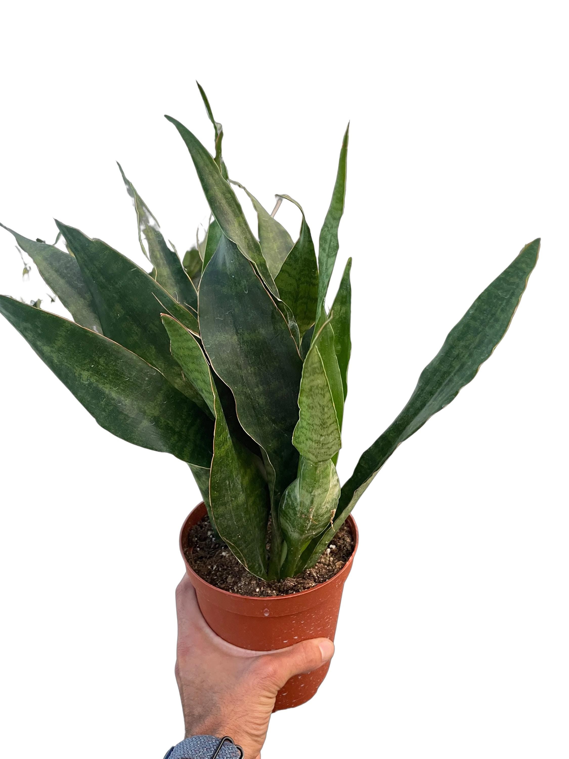 Snake Plant 'Jaboa' Indoor Plants 6" Pot Austin Jungle Co.