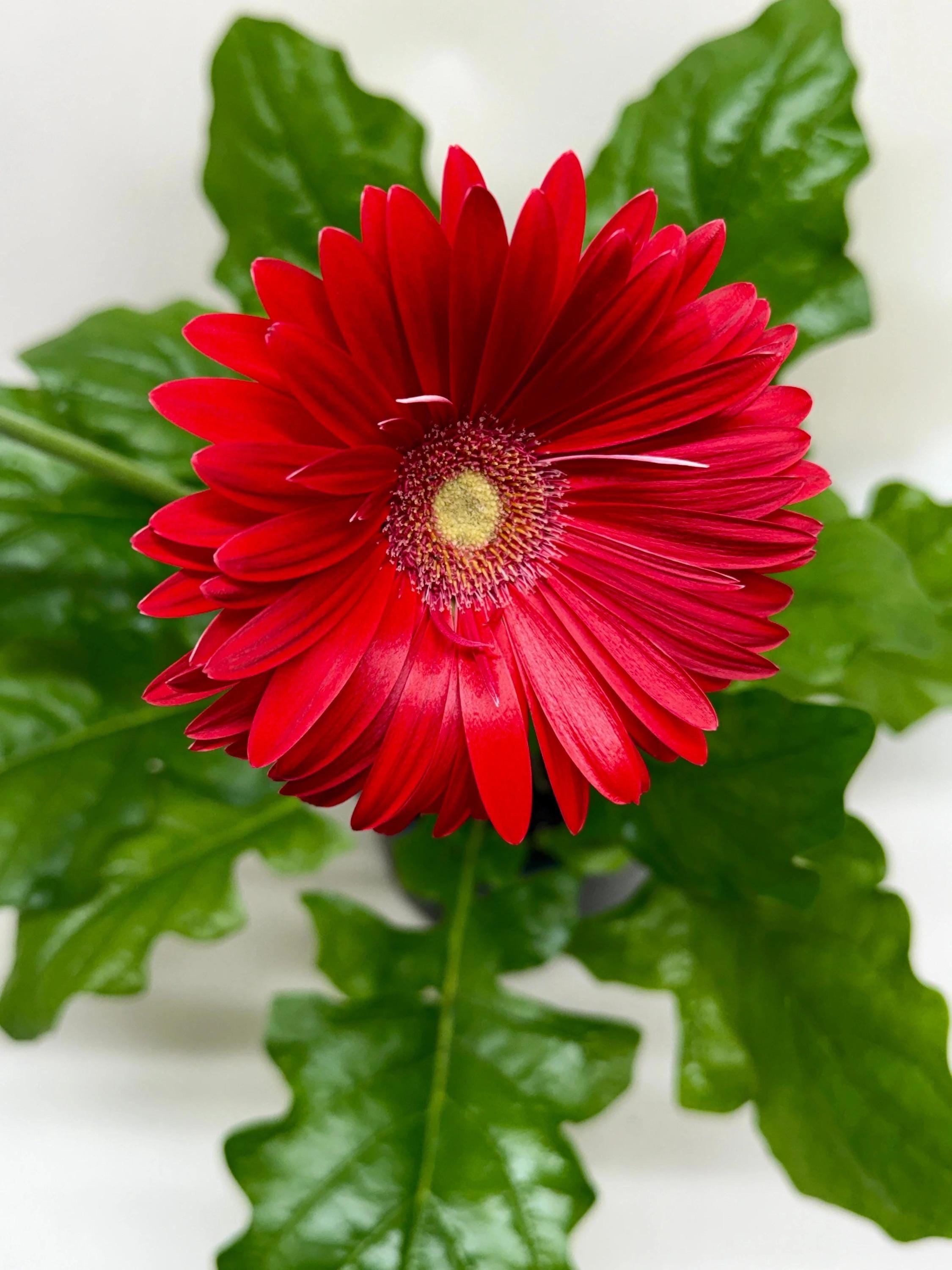Gerbera Daisy Indoor Plants 6" Pot / Pink Austin Jungle Co.