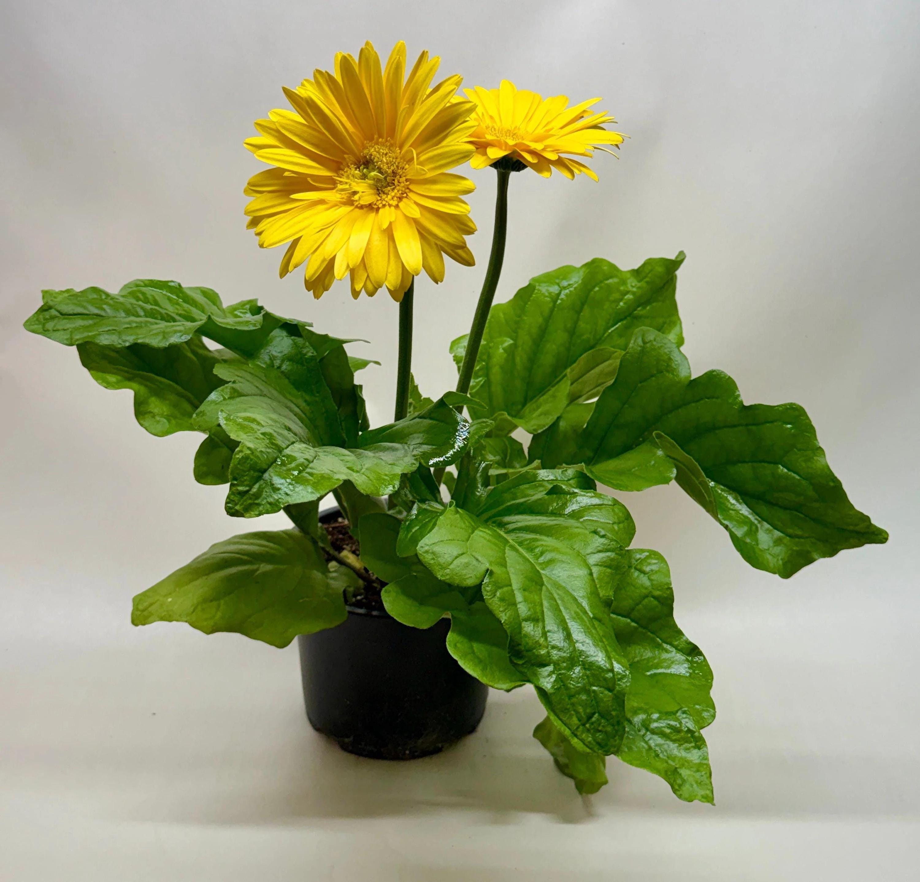 Gerbera Daisy Indoor Plants 6" Pot / Pink Austin Jungle Co.