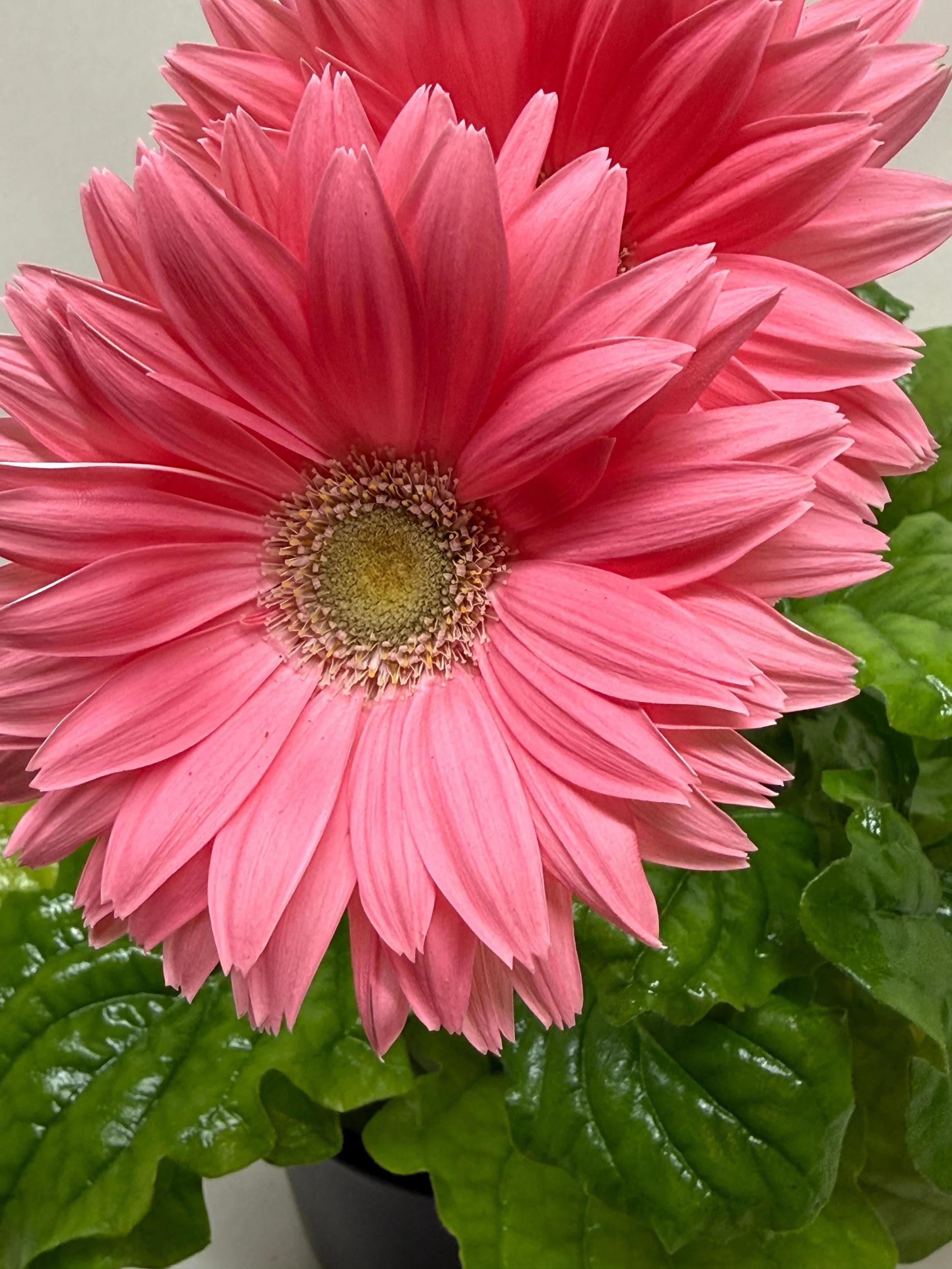 Gerbera Daisy Indoor Plants 6" Pot / Pink Austin Jungle Co.
