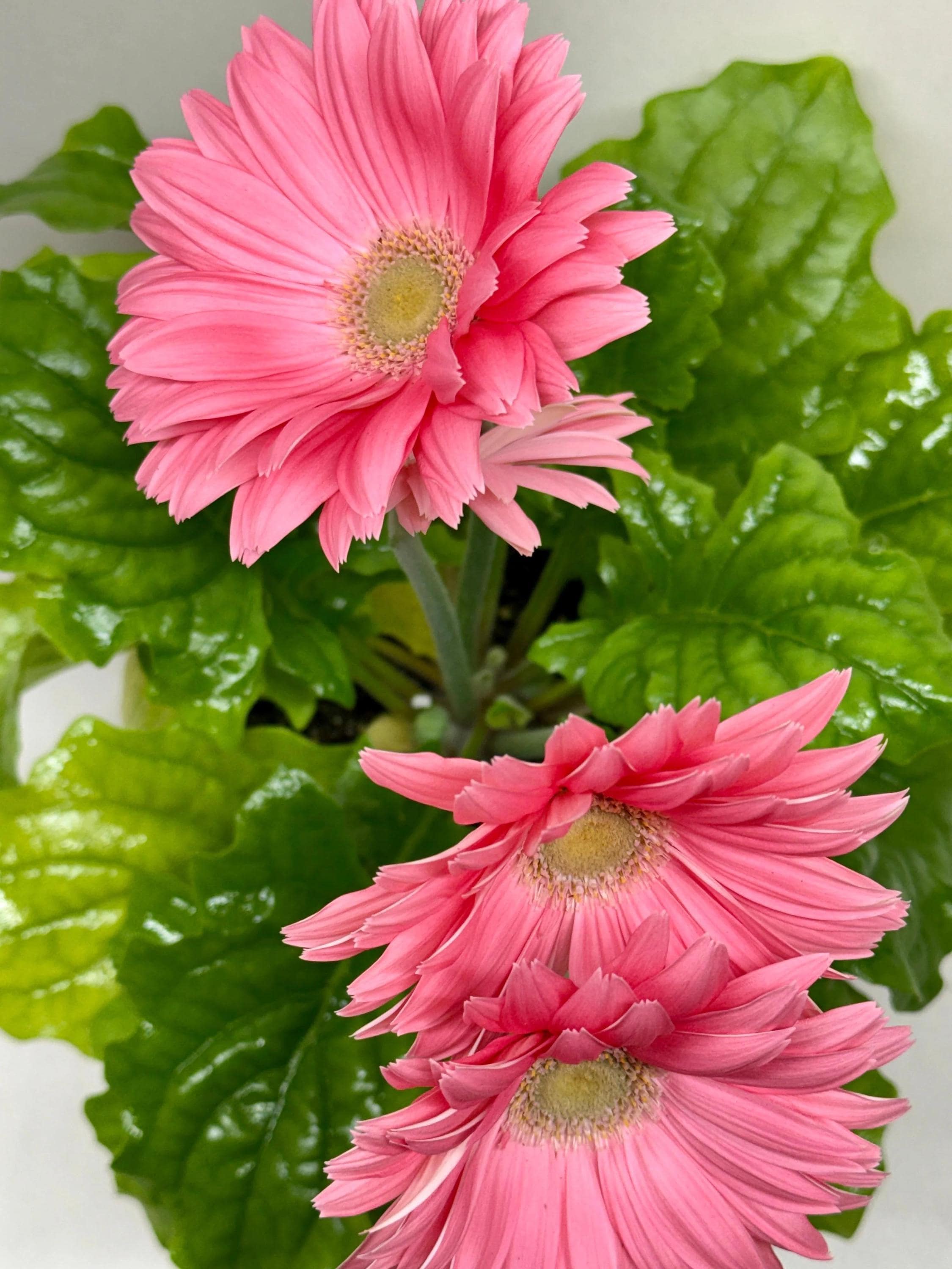 Gerbera Daisy Indoor Plants 6" Pot / Pink Austin Jungle Co.