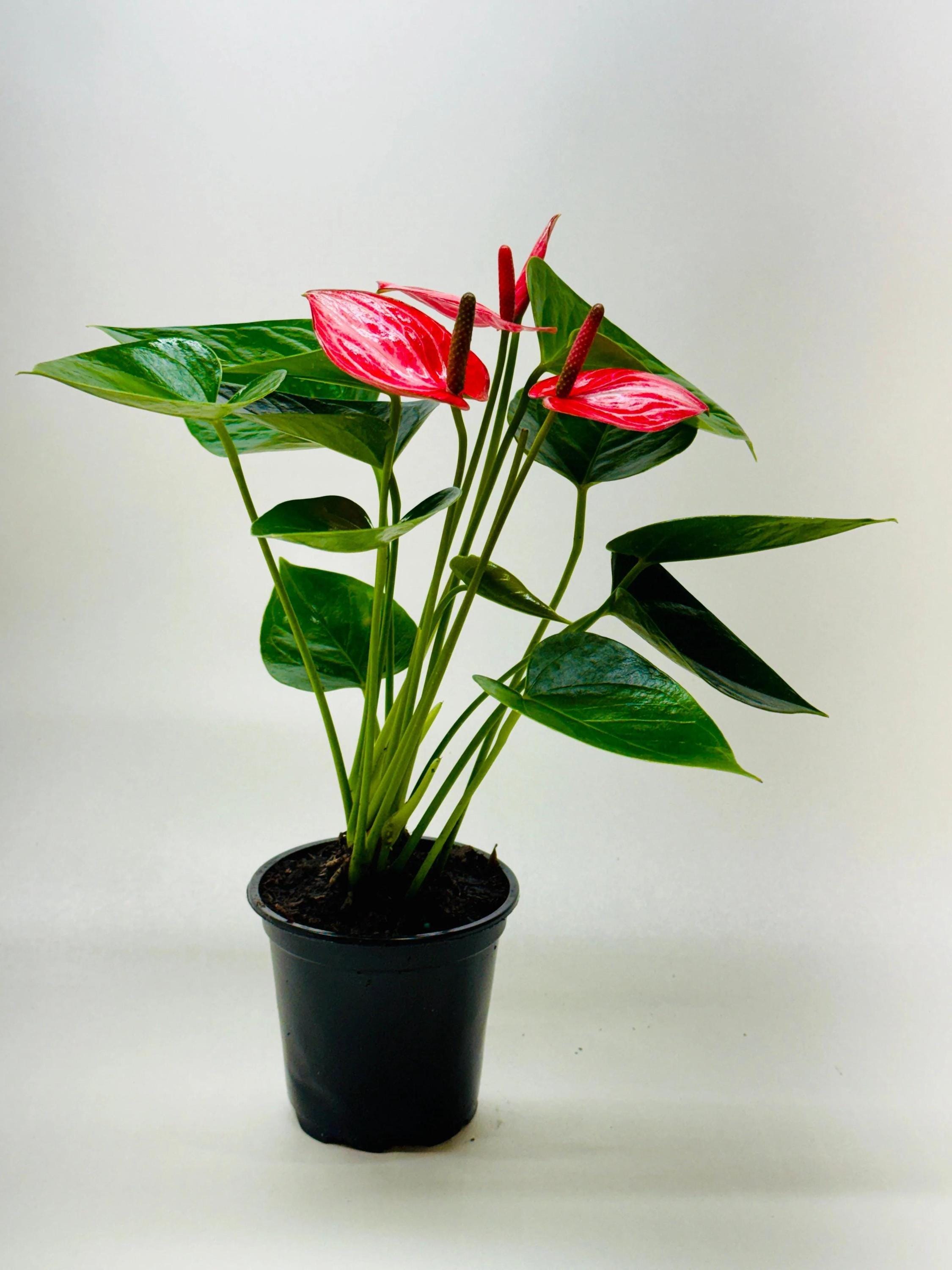 Anthurium 'Livium' Indoor Plants 4" Pot / Nursery Pot Austin Jungle Co.