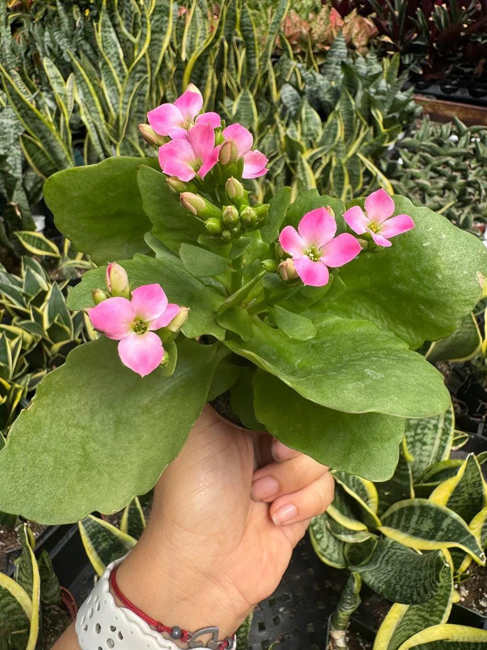 Kalanchoe 'Blossfeldiana' 4" Plant (1pk/$2) ($6 Ship/15oz) 3" Pot / Pink Austin Jungle Co.