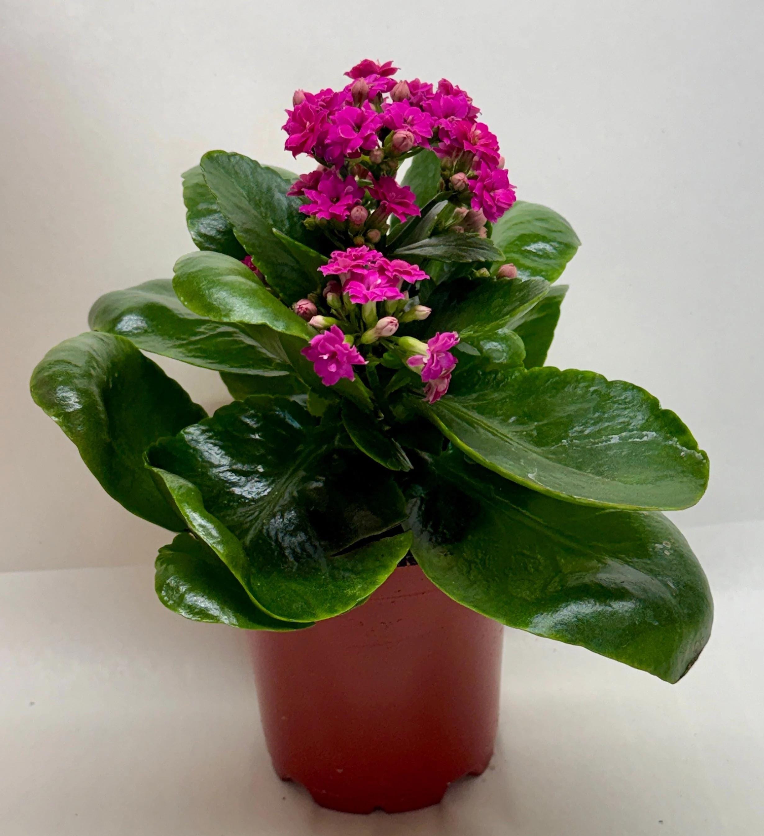 Kalanchoe 'Blossfeldiana' 4" Plant (1pk/$2) ($6 Ship/15oz) 3" Pot / Pink Austin Jungle Co.