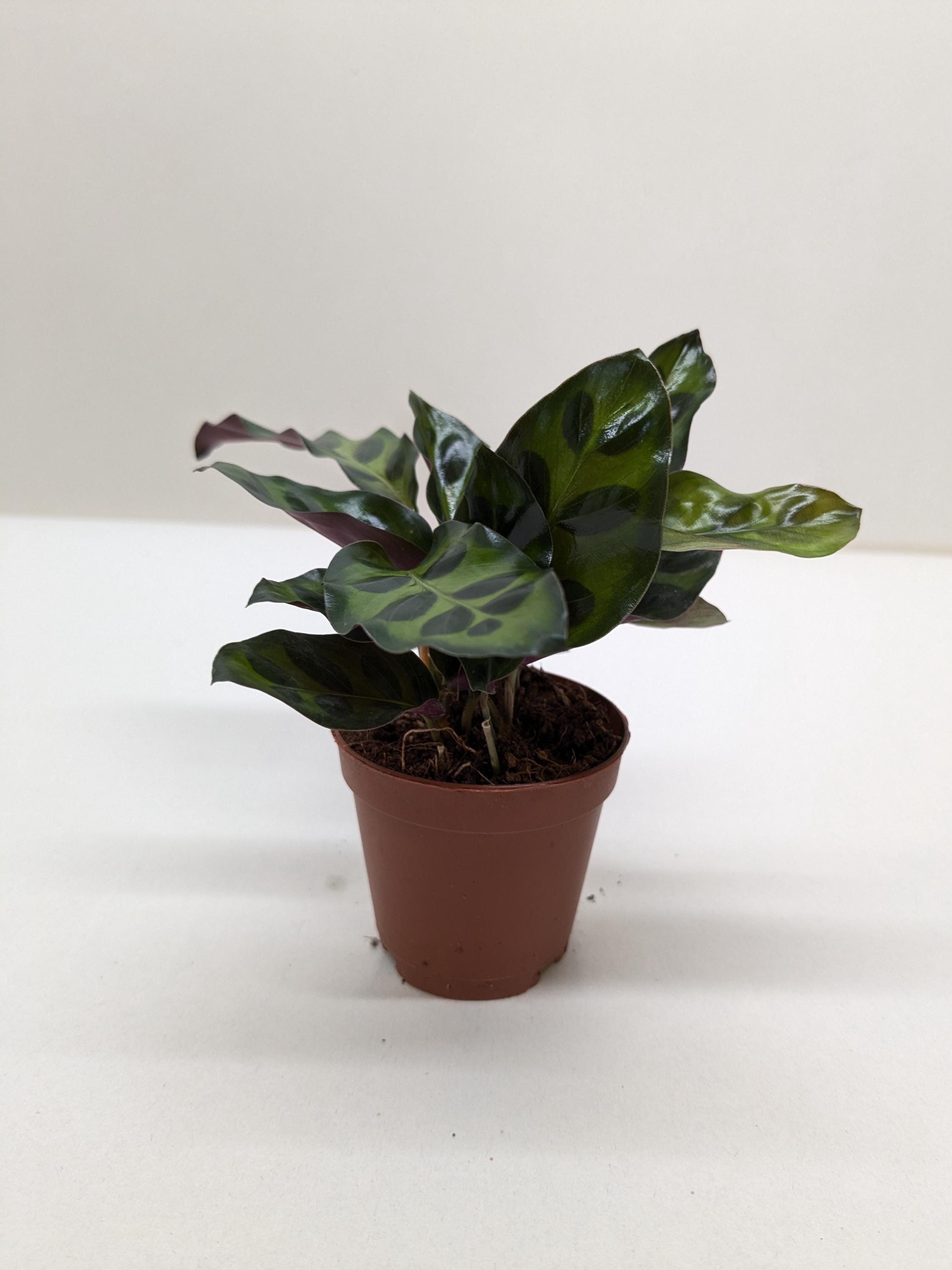 Calathea Lancifolia 'Rattlesnake' Indoor Plants 2" Pot / Nursery Pot Austin Jungle Co.