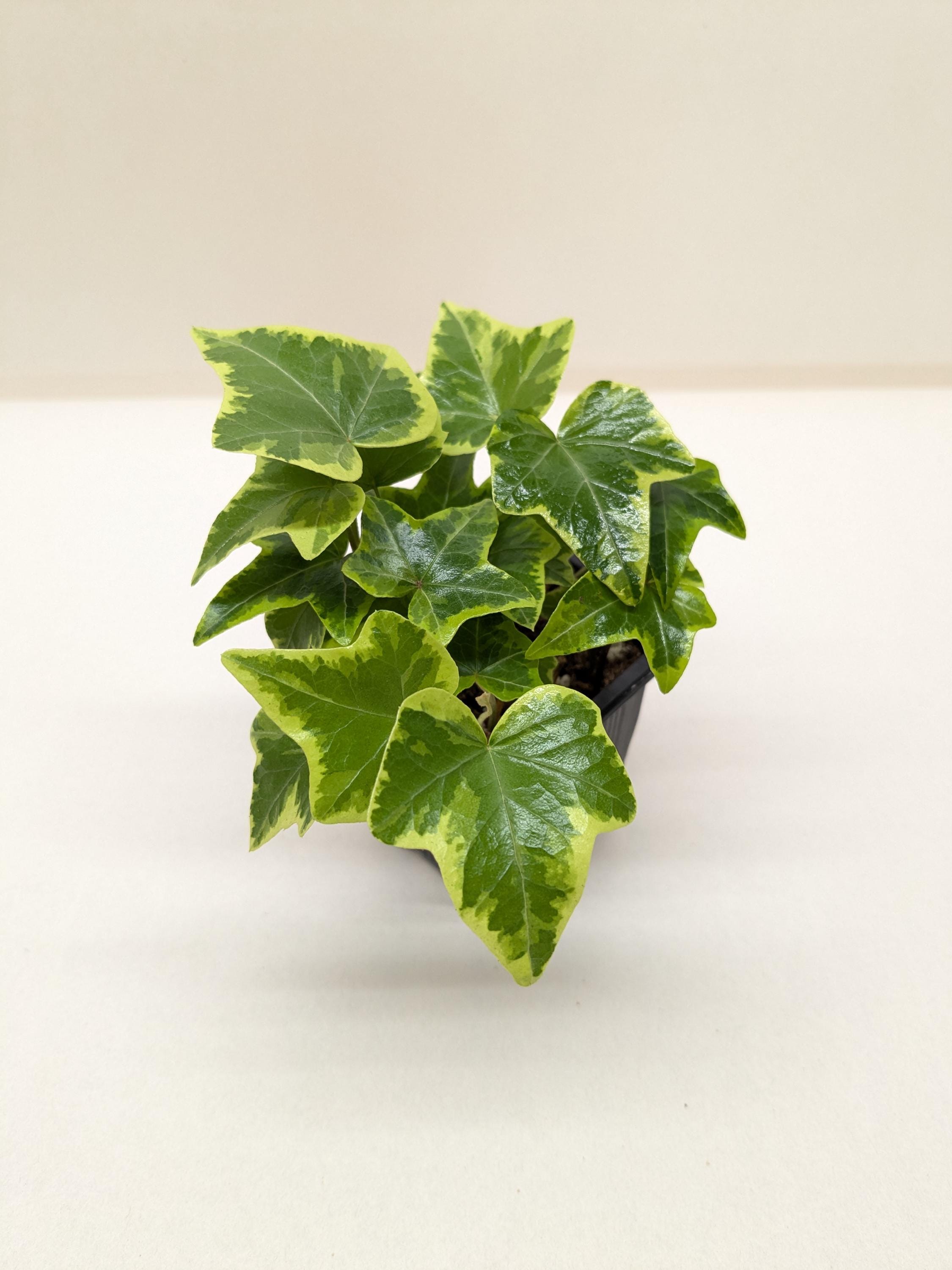 English Ivy Gold Child Default 3" Pot Austin Jungle Co.