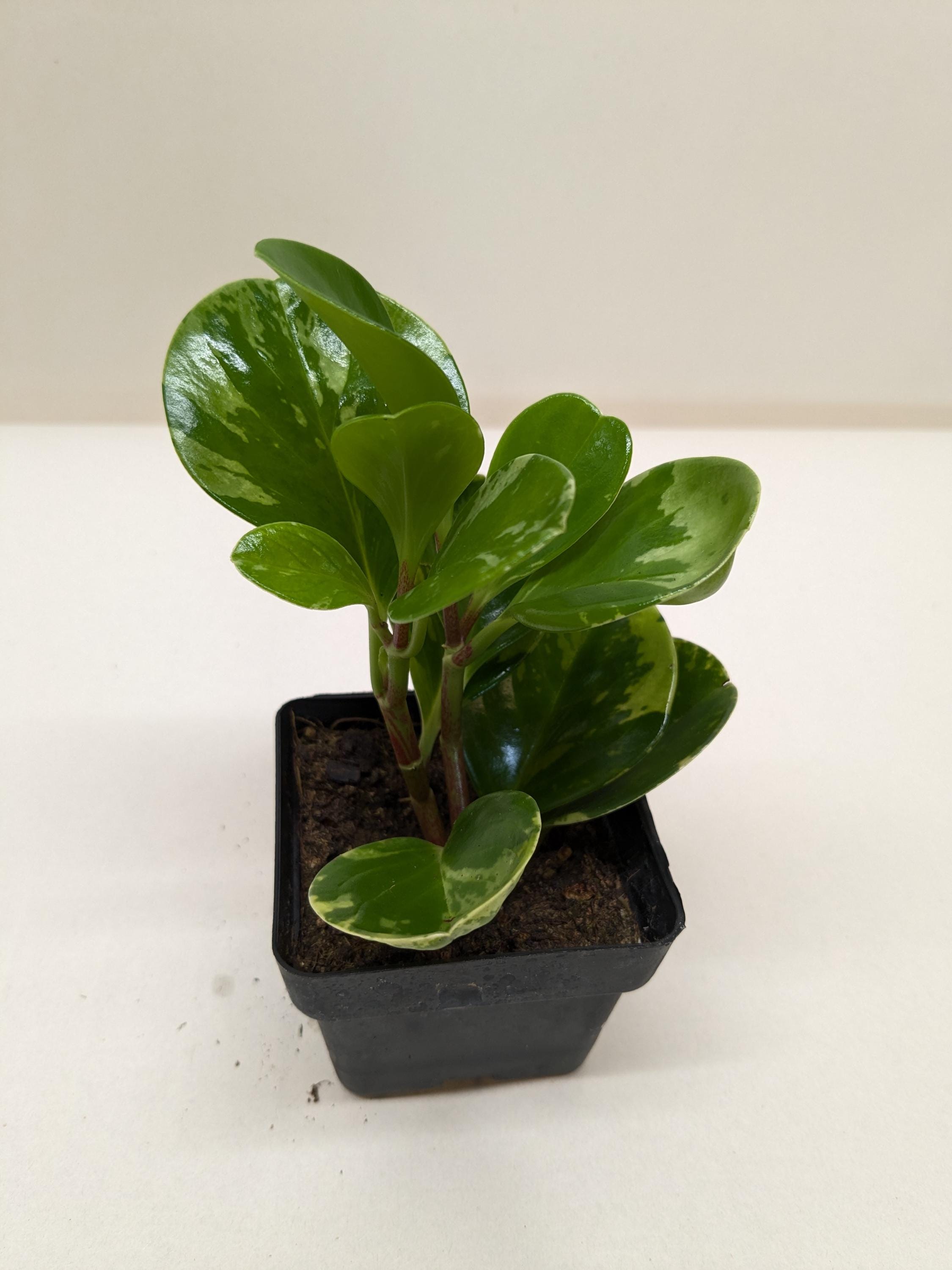 Peperomia 'Marble' Indoor Plants 3" Pot Austin Jungle Co.