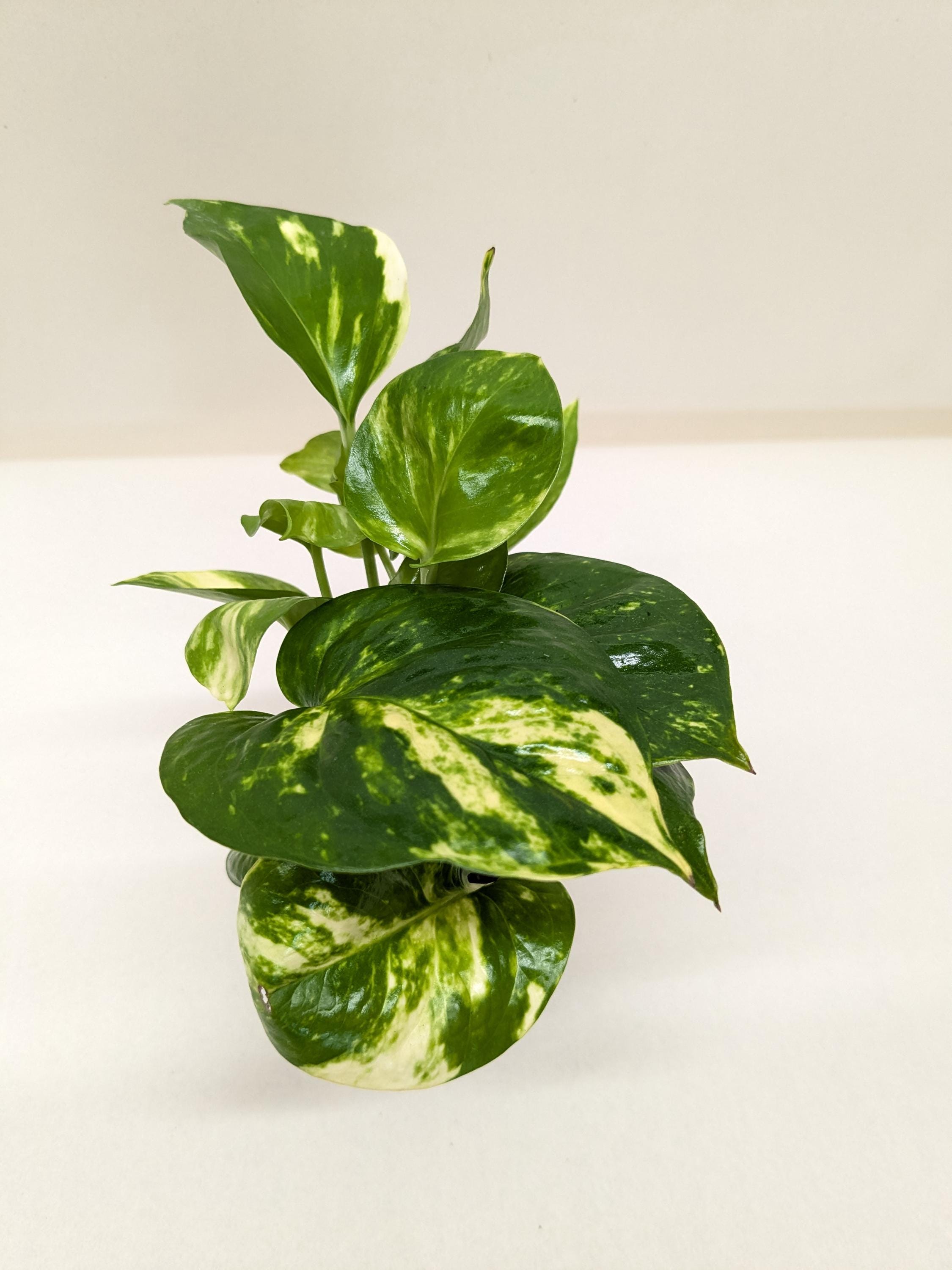 Pothos 'Golden' Indoor Plants 3" Pot / Nursery Pot Austin Jungle Co.