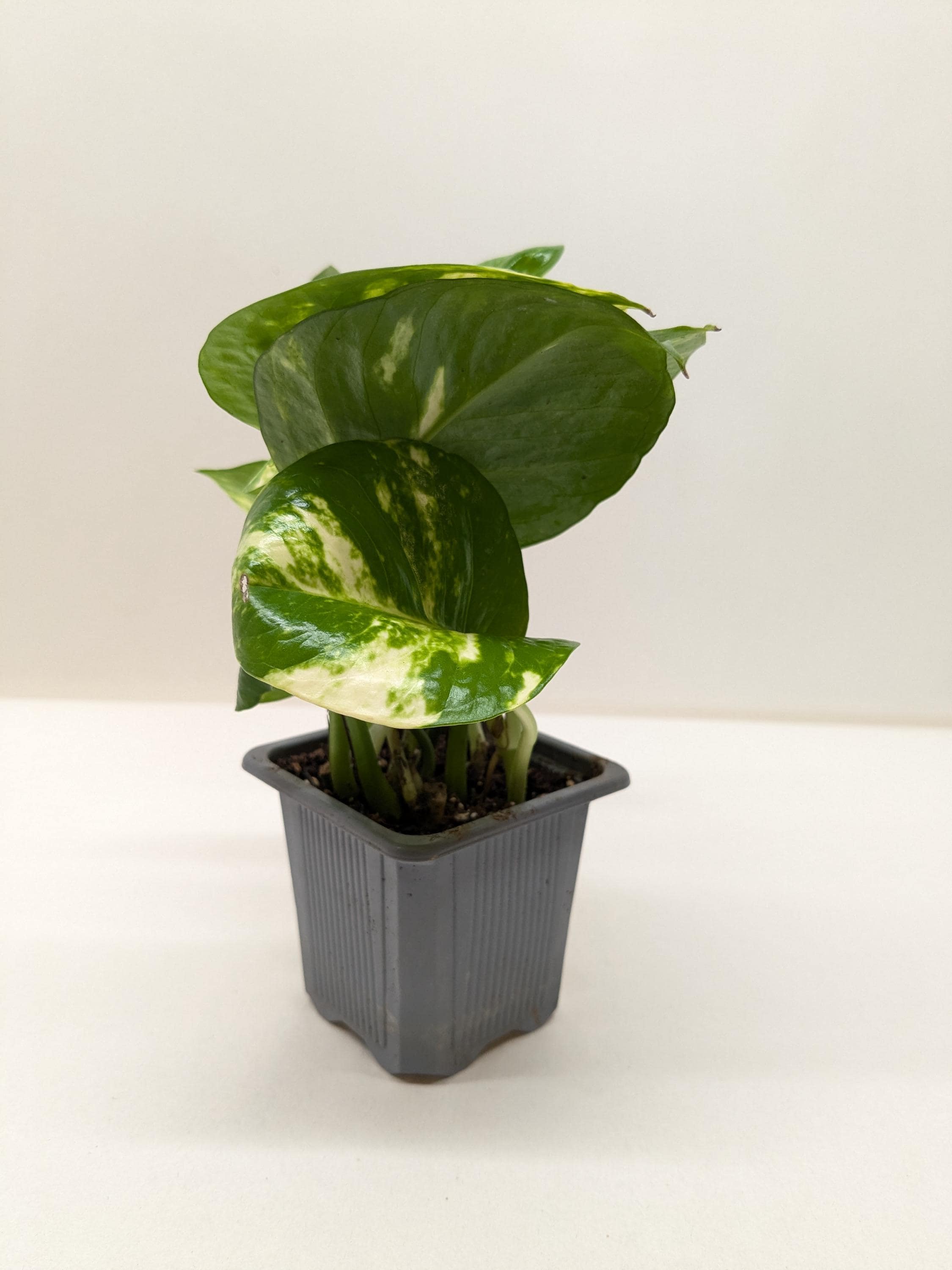 Pothos 'Golden' Indoor Plants 3" Pot / Nursery Pot Austin Jungle Co.
