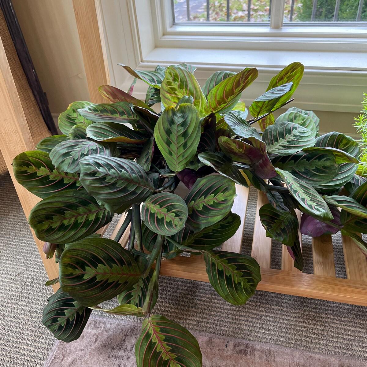 Maranta Red Prayer Plant Indoor Plants 3" Pot / Nursery Pot Austin Jungle Co.