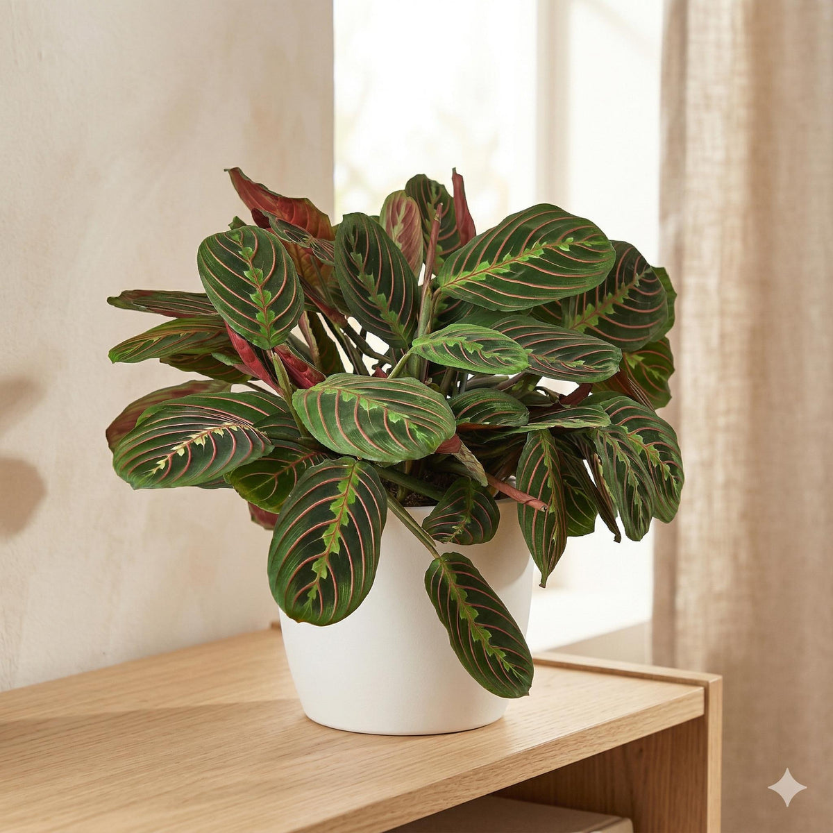 large red prayer plant Maranta Red Prayer Plant