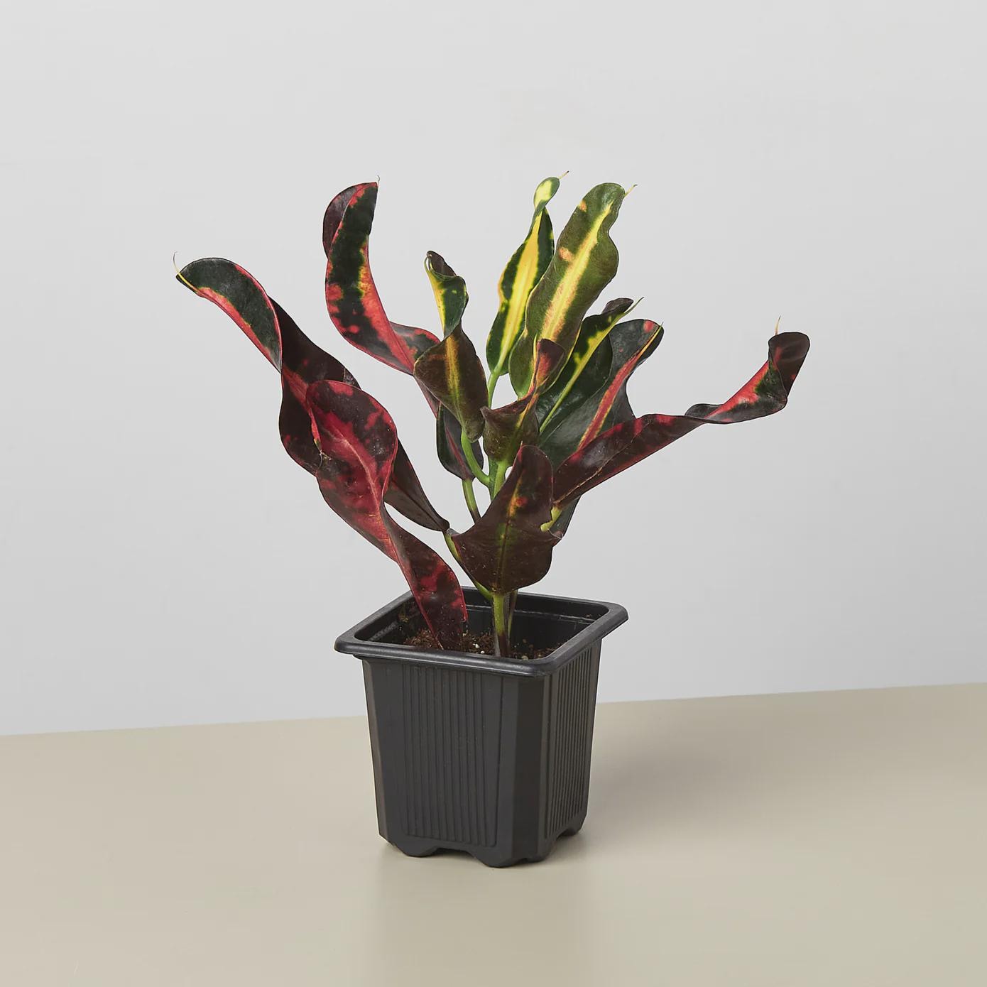 Croton 'Mammy' Indoor Plants 3" Pot Austin Jungle Co.