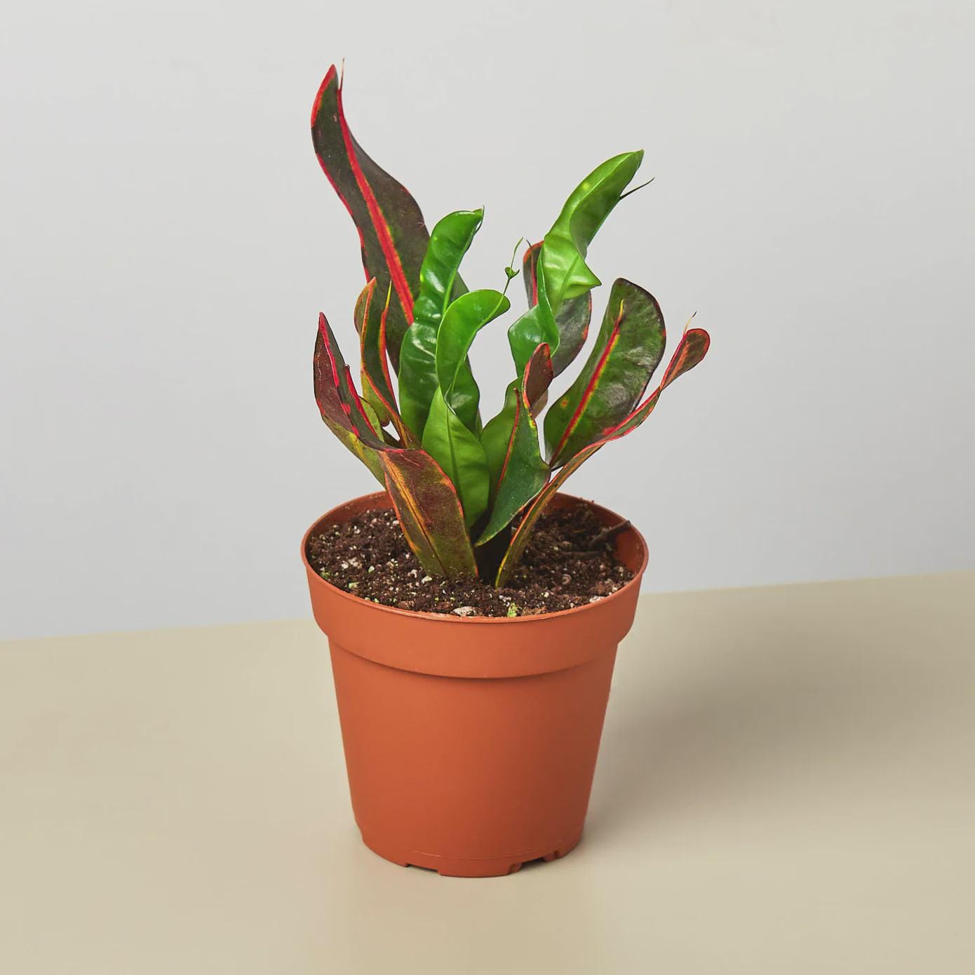 Croton 'Mammy' Indoor Plants 3" Pot Austin Jungle Co.